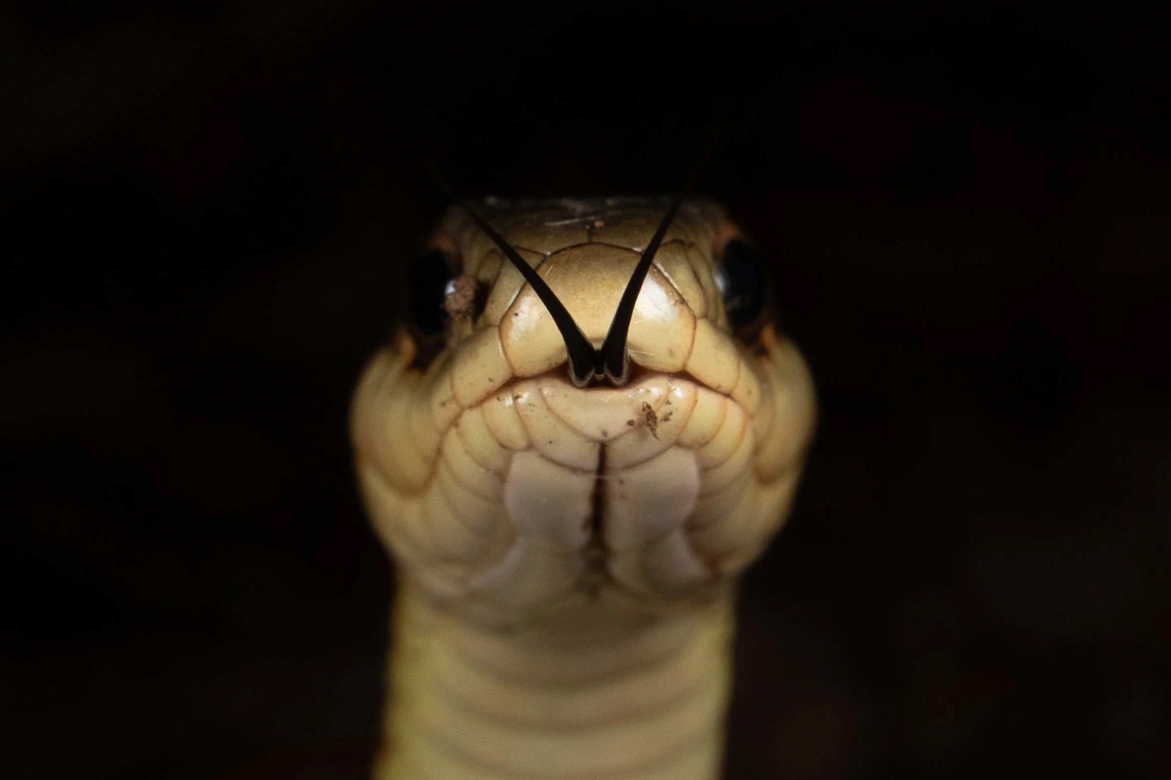 herp-1.jpg