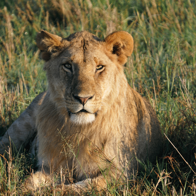Animalia Lioness.png