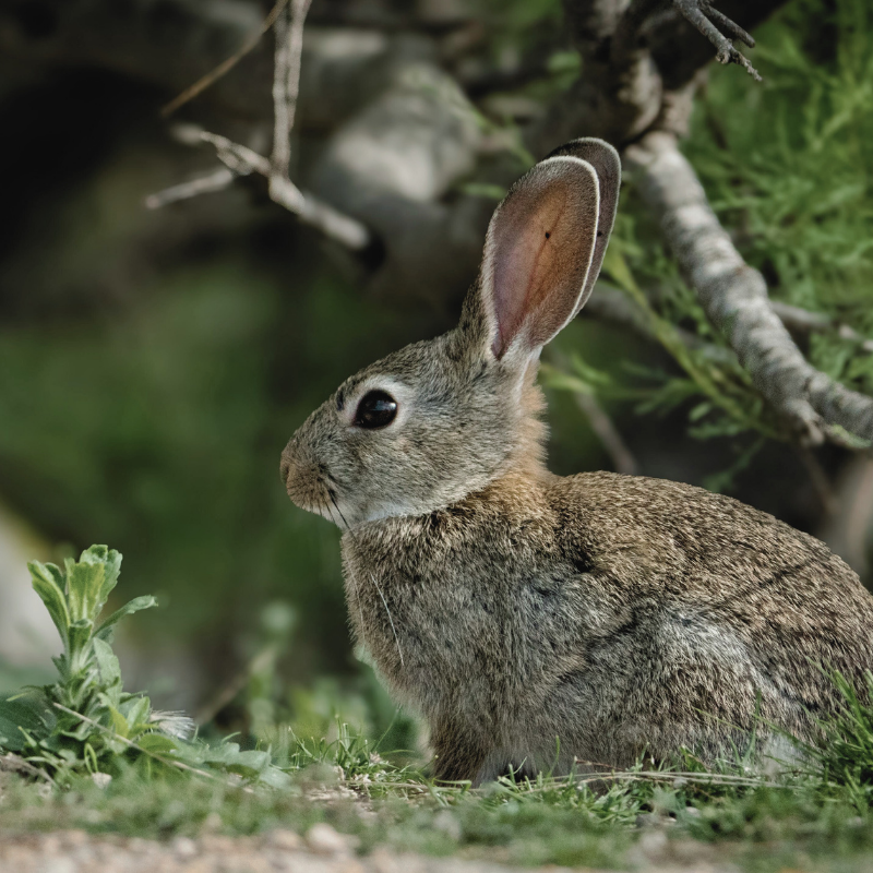 Animalia  |  Rabbit Magick