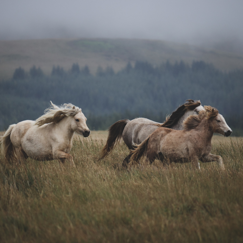 Animalia  |  Horse Magick