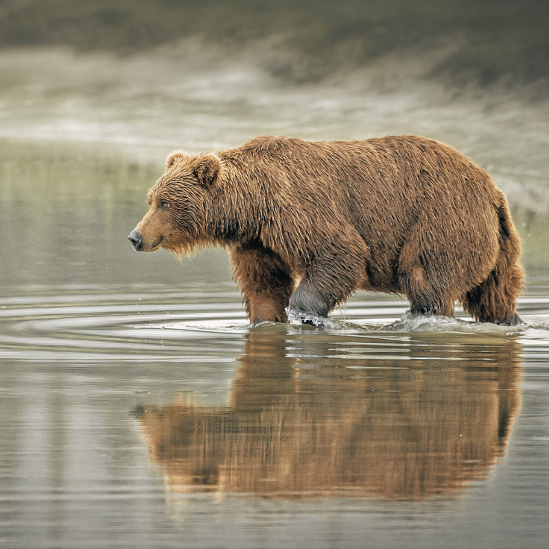 Animalia Bear.png