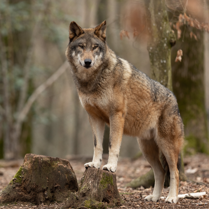 Animalia Wolf.png
