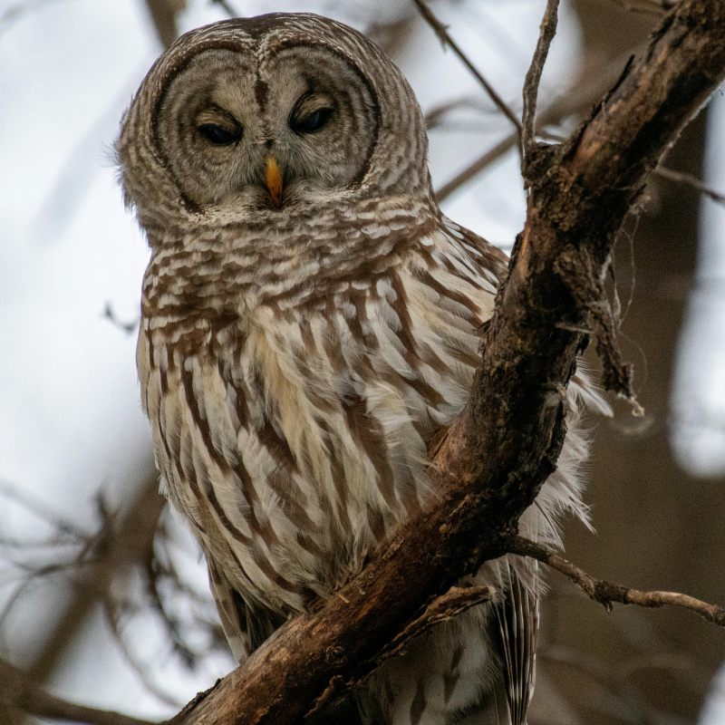 Animalia Owl.png