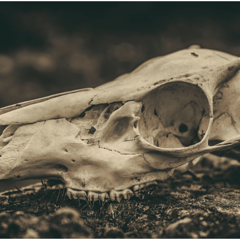 Animalia Series  |  (8) Intensives