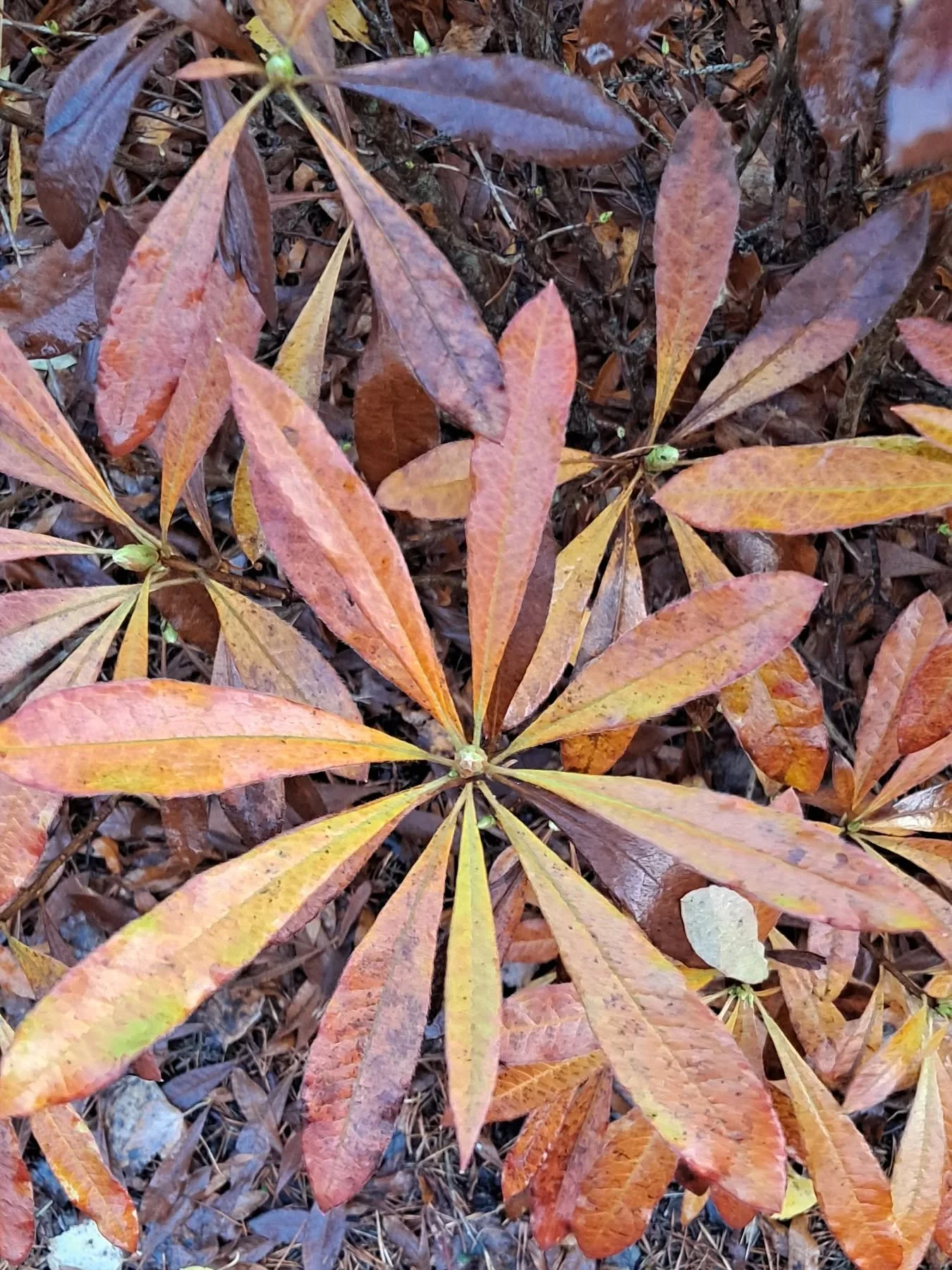 Hakasirkuksen vuosikokouksessa eilen valittiin hallituksen j&auml;senet alkaneelle tilikaudelle.

Puheenjohtajaksi valittiin Mirka Koskelin, varapuheenjohtajaksi Suvi Kein&auml;nen, sihteeriksi Lotta Riikonen ja muiksi j&auml;seniksi Susanna Kuri, Ri