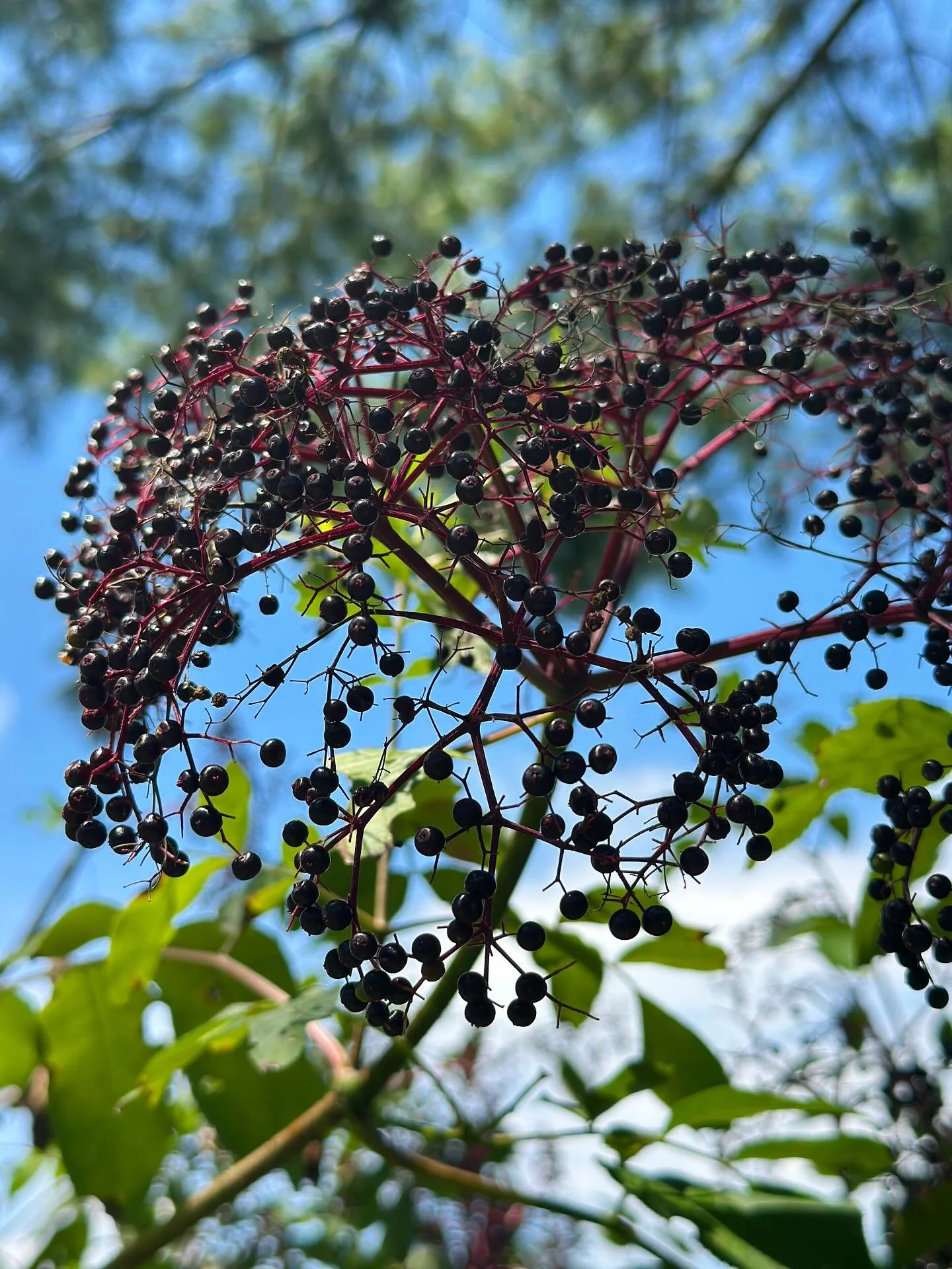Harvest season continues with elderberries! The bushes are absolutely loaded and we&rsquo;re slowly drying them with the dehydrator. My favorite use of elderberries is turning them into elderberry syrup for the winter months. 
And as the sunflowers s