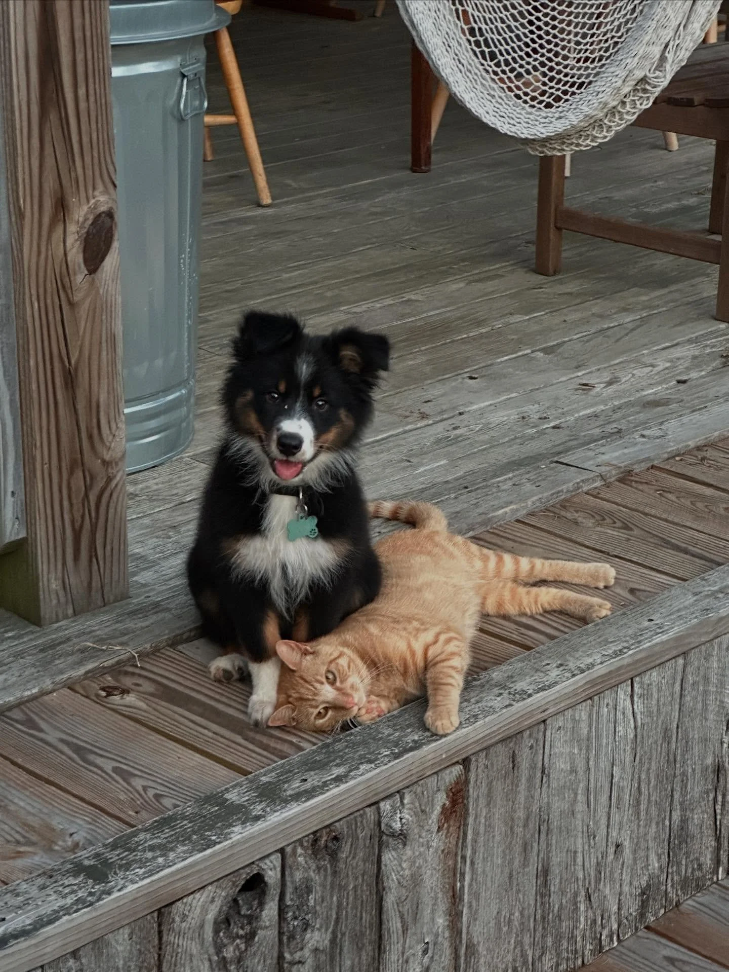 This pose pretty much sums up this relationship ❤️ Farm besties! 
Evie &amp; Lewis 

#cats_of_instagram #dogsofinstagram  #farmlife
