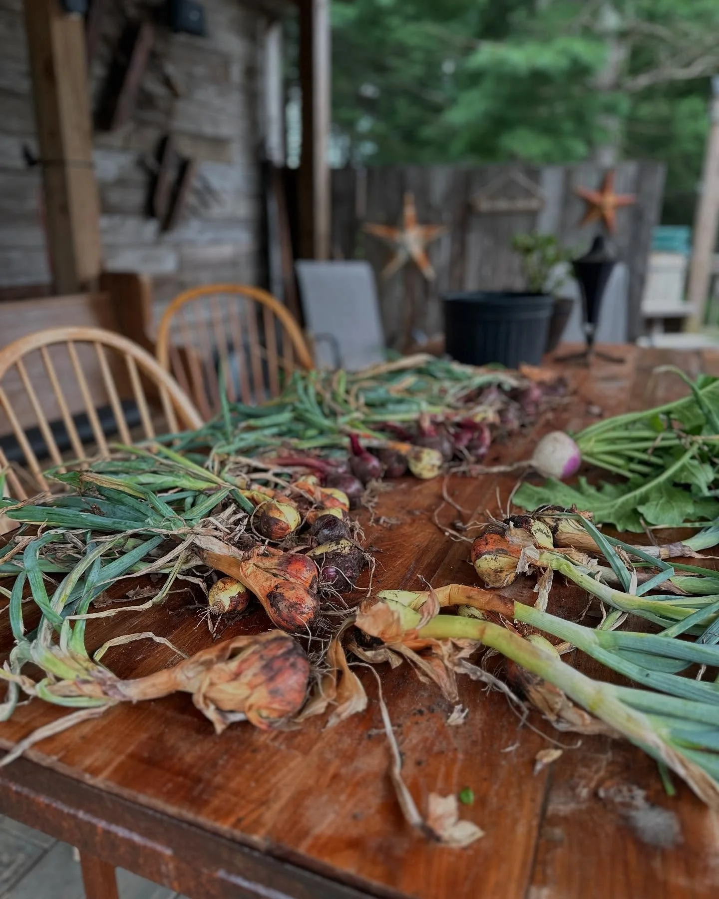 Thankful for the bounty of the gardens this season - from drying onions for the winter, to making summer salads to enjoy. Right now the tomatoes are starting to come in - we&rsquo;re eating a few but most of them will go into the freezer until we hav