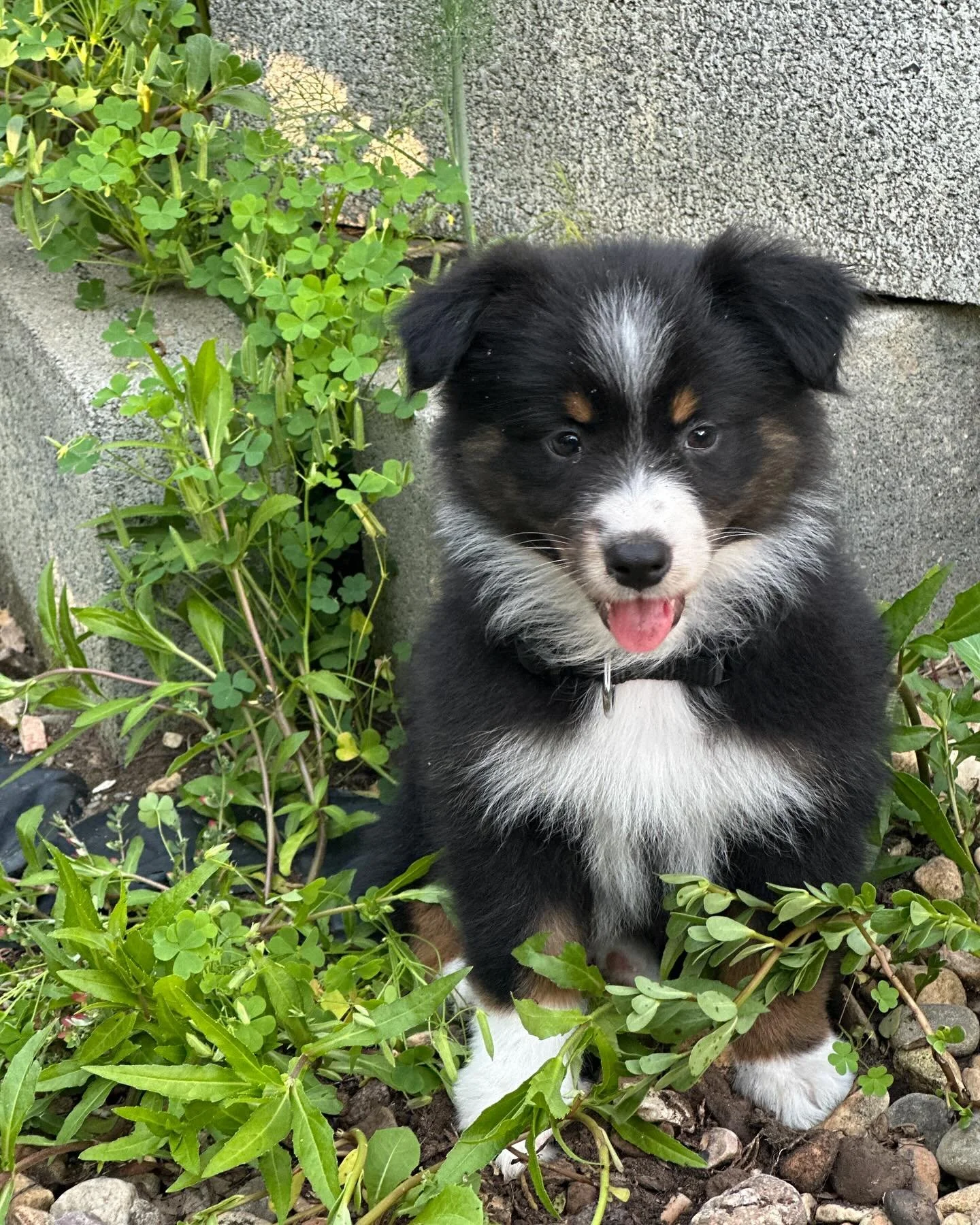 Introducing the newest member to our little farm - Evie joined us this past weekend and we are smitten for sure. 

#puppy #farmlifebestlife