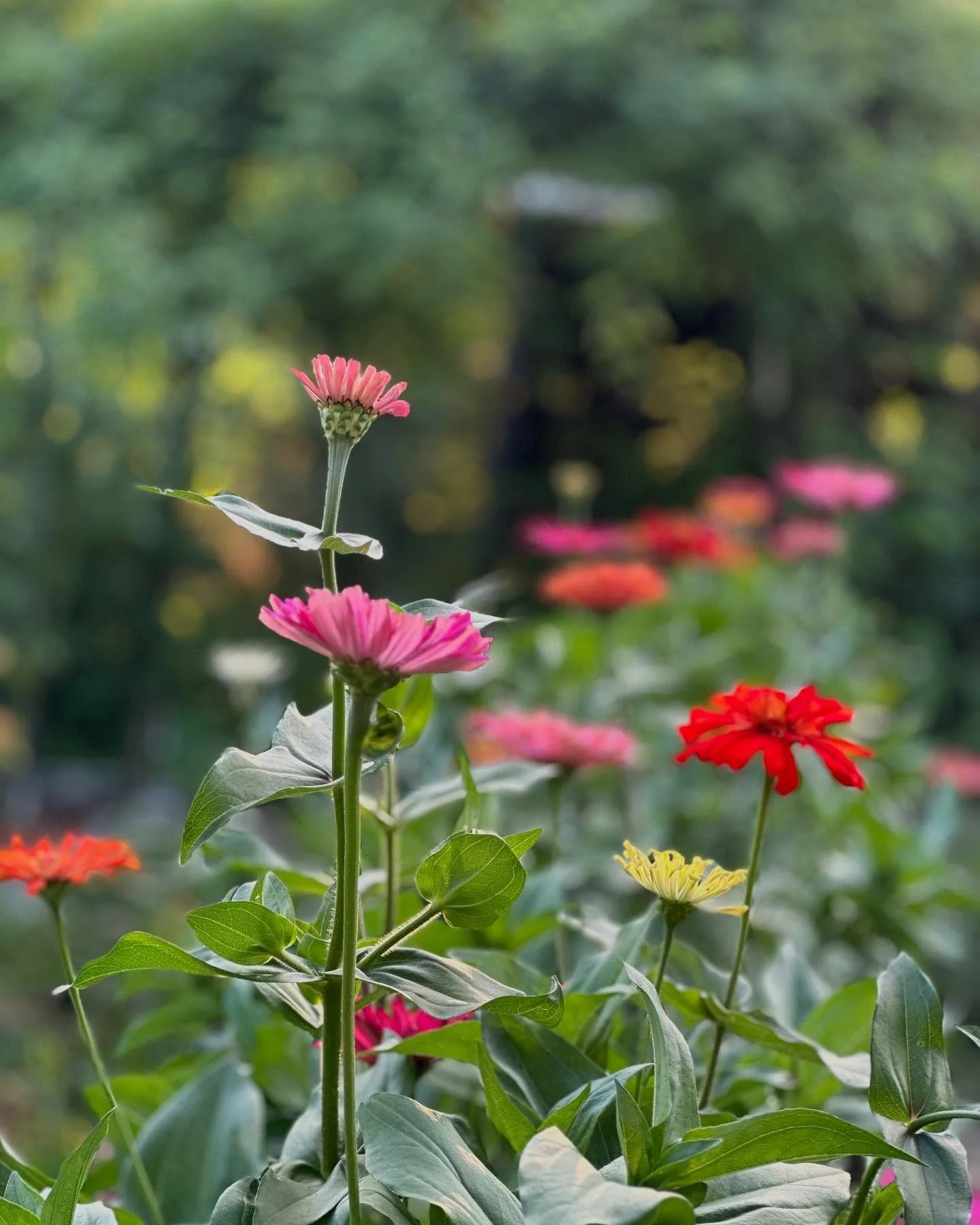 Zinnias!! I think they are fast becoming one of my favorite garden flowers - easy to grow, awesome as cut flowers and beautiful in the garden alongside all the veggies. Ahhh! Summertime!