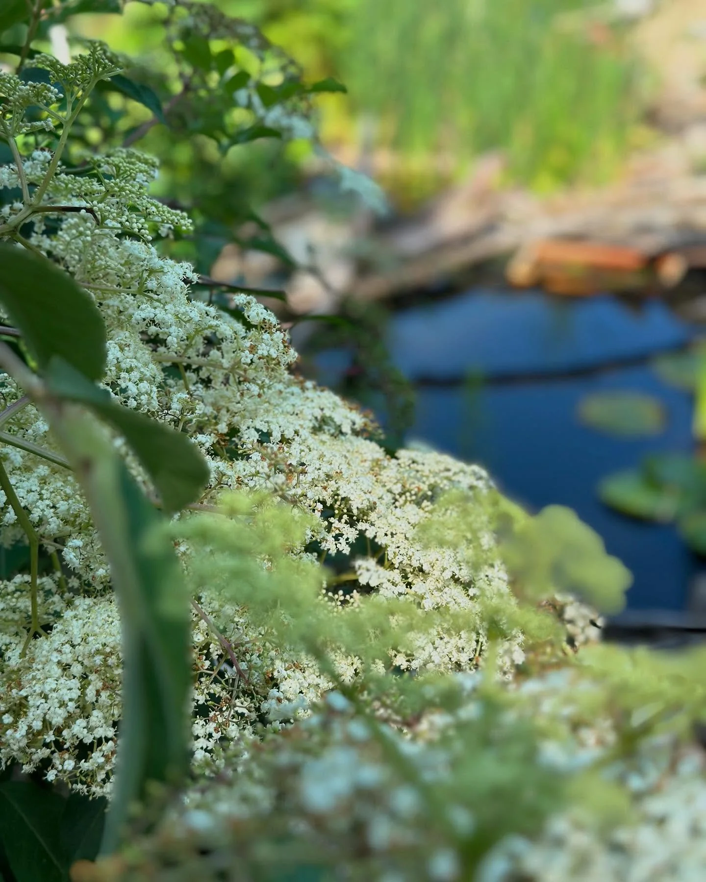 Can I just tell you how very excited I am for elderberries! No, seriously. Out of all the Perrenial plants on our farm, this is one of my top favorites. The last 10 years I have made Elderberry syrup for our family during cold and flu season and sour