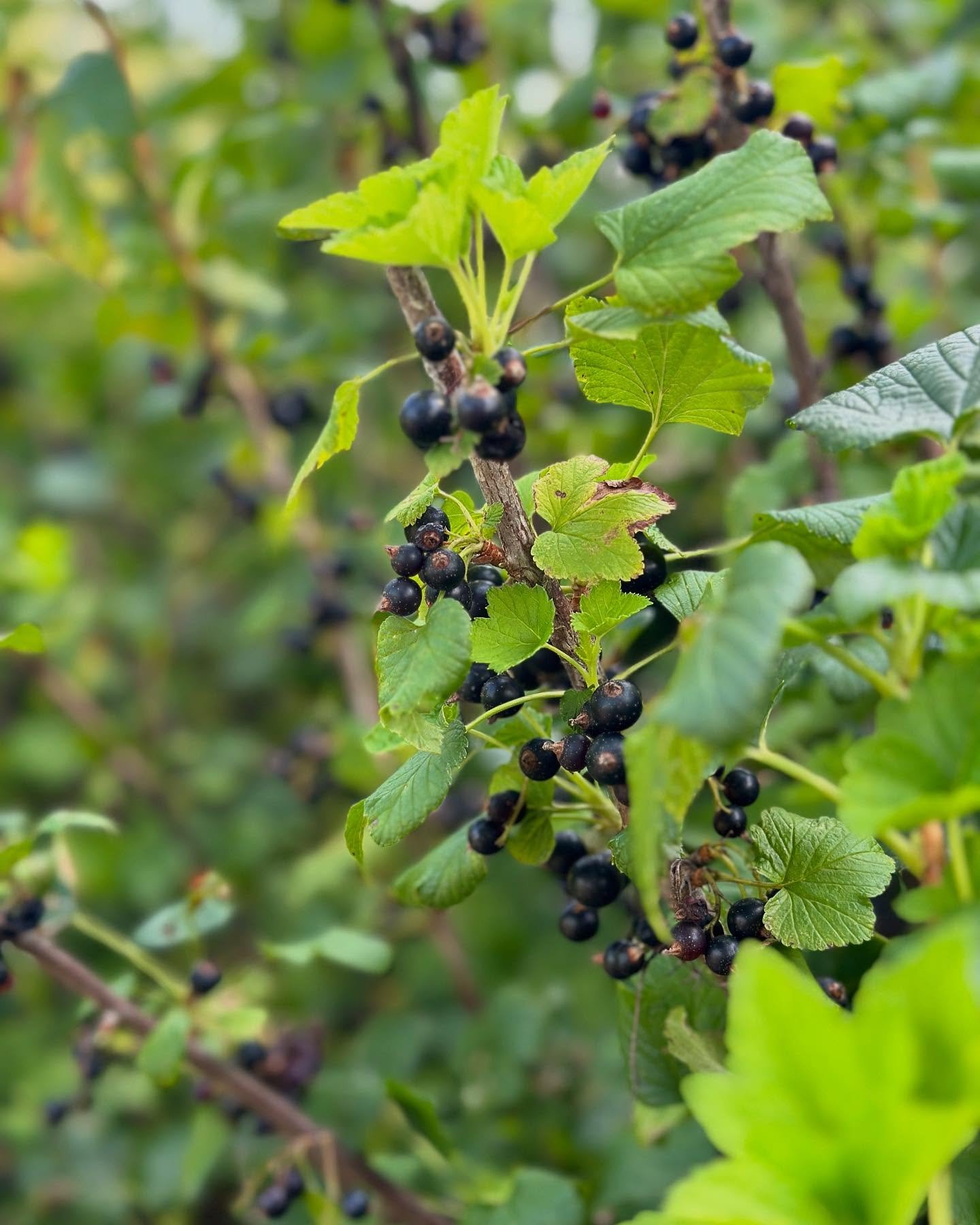 The black currant bushes are loaded and ready for harvest! Today we spent time picking currant berries and then running a test batch to taste. Yumm!! The kitchen smelled so delicious all evening.
