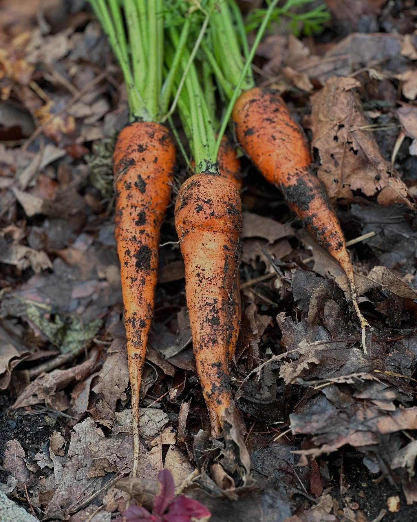 I love it when the harvest starts coming in - first up! Snap peas and carrots! Yummm!