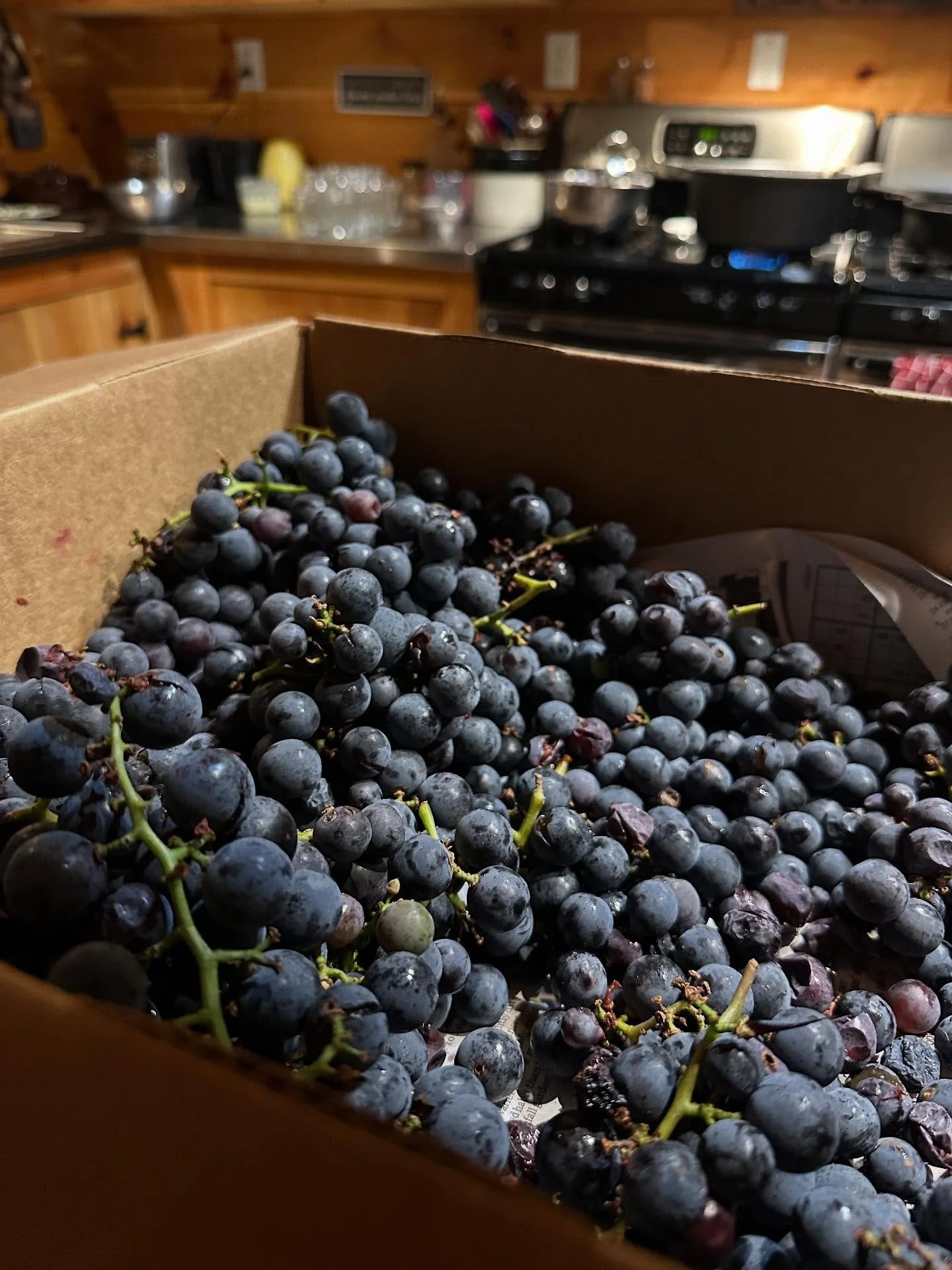 Extending the goodness of Wenger grapes into the winter season by putting up a little bit of grape jam 🍇 

@wengergrapes 

#familyfarm #canning #canningandpreserving #fillingthepantry
