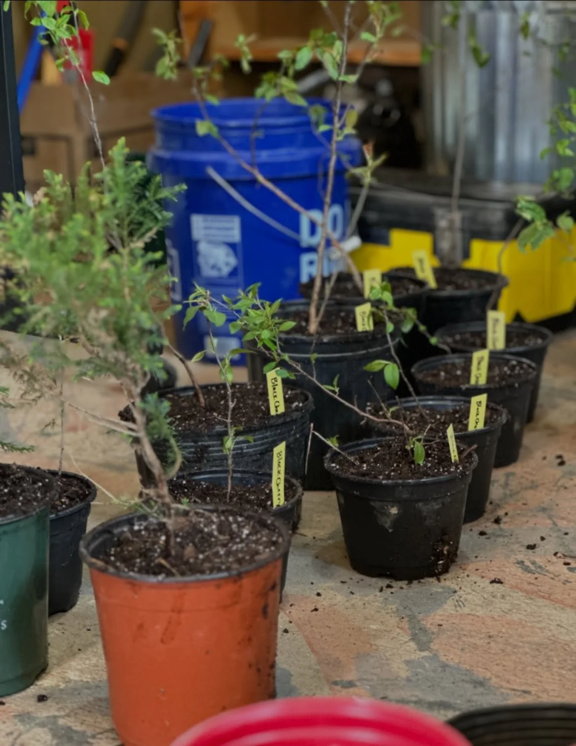 Today we scouted the property for early season starts and saplings - we were able to harvest and pot up eastern cedar trees, Black Cherry trees, black raspberries, white Avens and walking ferns. 
We still have elderberry, gooseberries and black curra