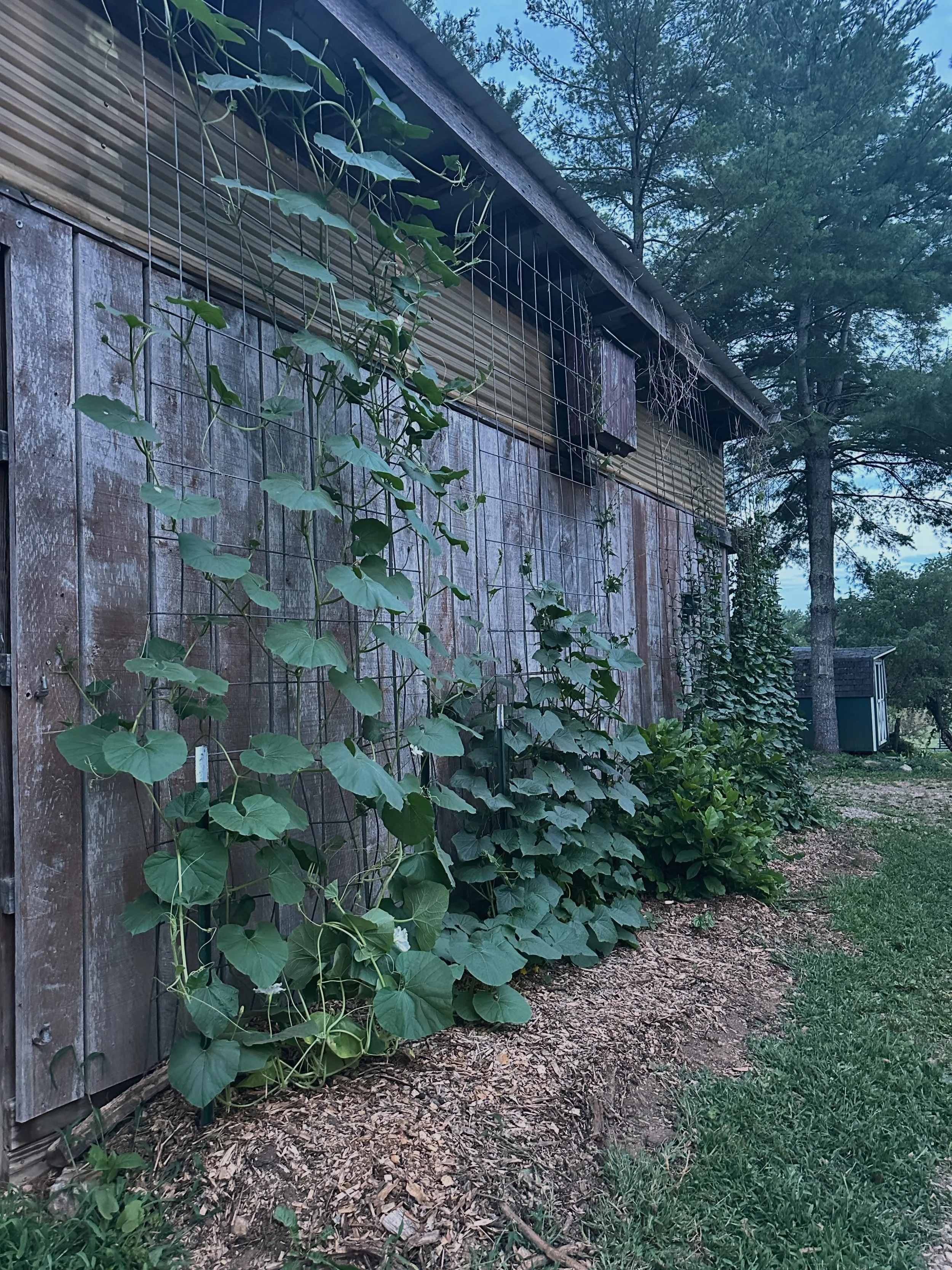 The margins is where it&rsquo;s at! So often we can overlook the narrow and thin wall/vertical spaces around our home and properties and not think about what we can grow there when it comes to food. This year we&rsquo;re experimenting with growing bi
