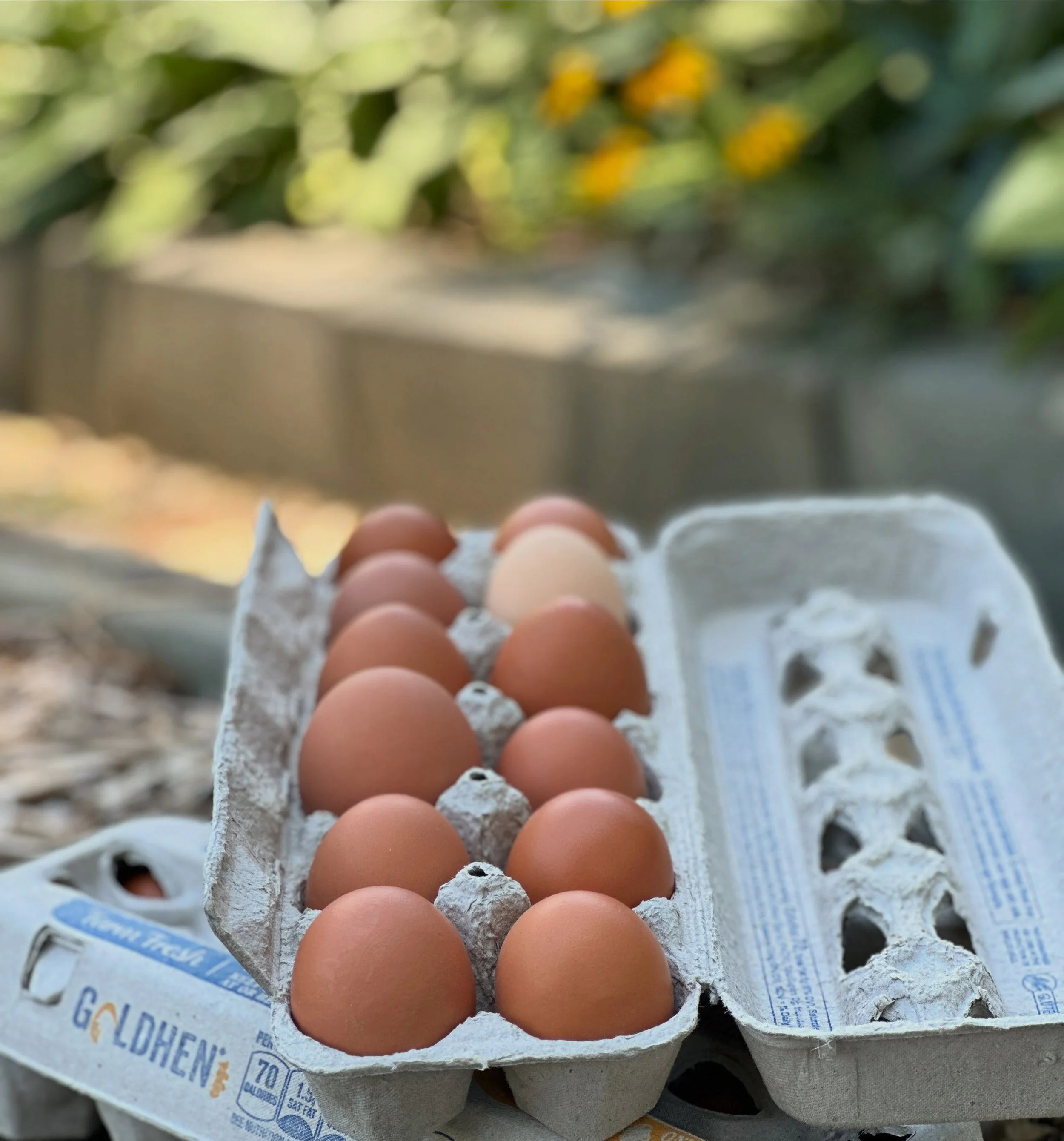 Great News! Not only can you find our honey @thelexingtonmercantile but you can now find our amazing chicken eggs there too! 

Today I dropped off our first few dozens at the store and had a chance to catch up with Heather - one of the stores owners.