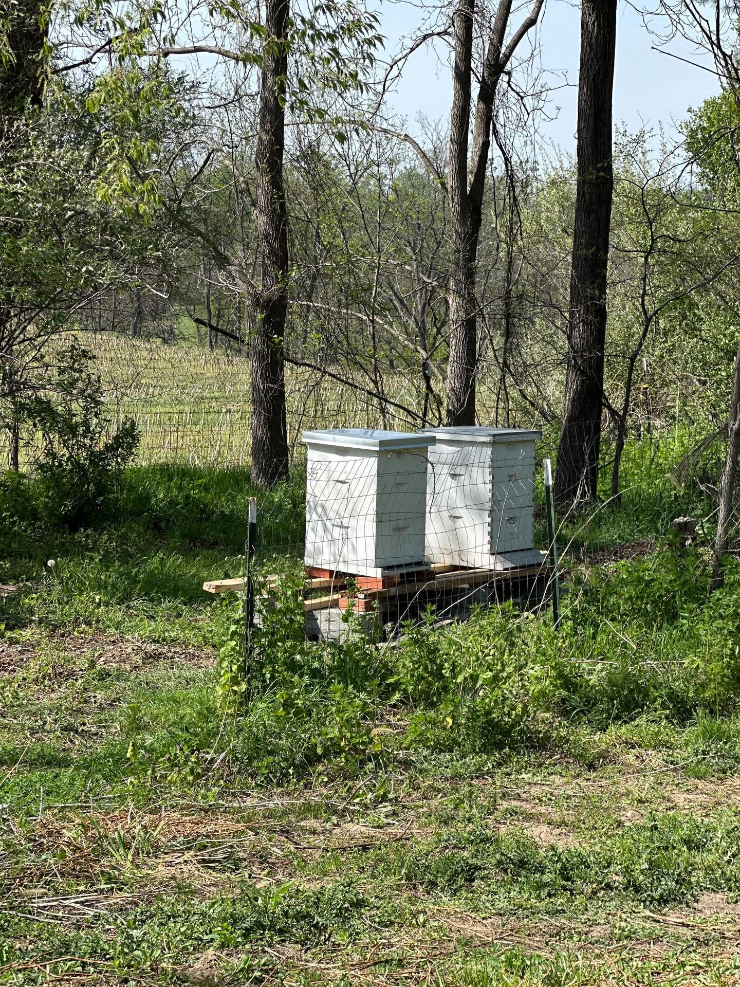 Today we set up the new apiary area with two new hives - with bees arriving early next week. We&rsquo;re excited to expand and can&rsquo;t wait for the first honey harvest of the season in a few months. 🐝