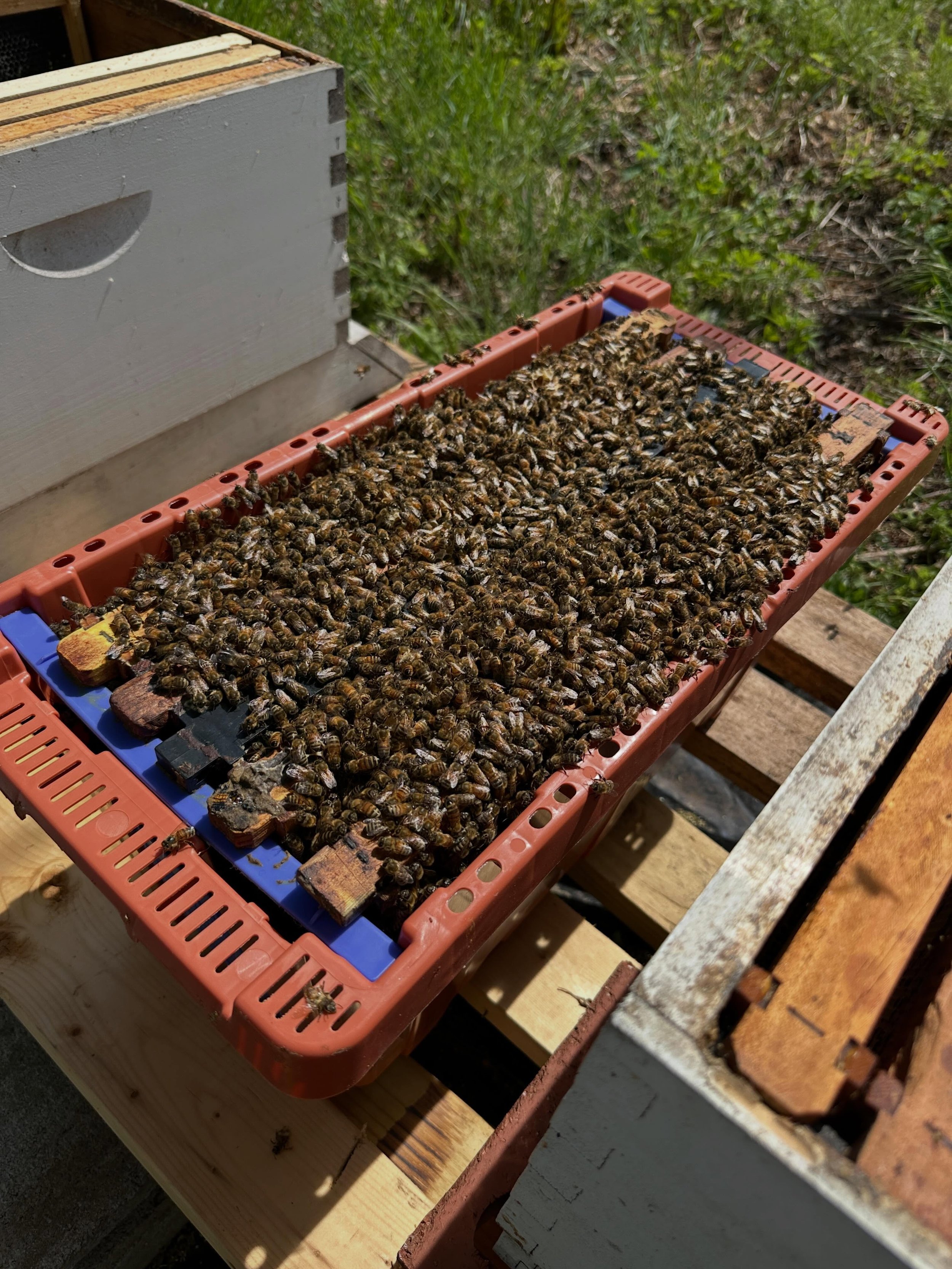 So much happening around here the last few weeks - from setting up new hives, welcoming the bees, plants ready to move into the garden and chicks moving out on pasture - never a dull moment on the farm!