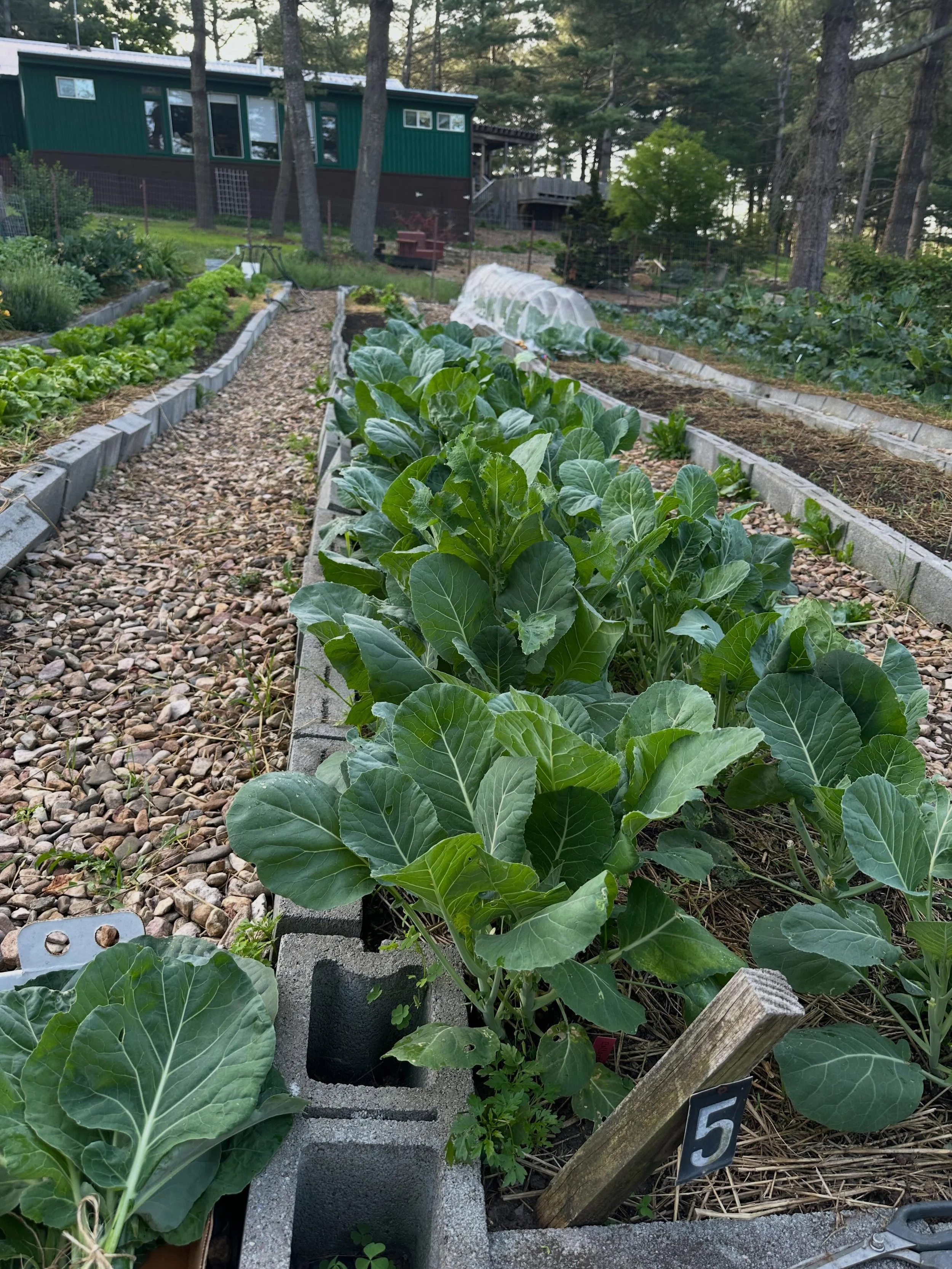 Early season lettuce, rhubarb and collard greens have been coming in strong the last few weeks! 
Our original goal was to grow enough food for our family as well as our team @bearcreekoutdoorliving - not only have we been able to grow enough food to 