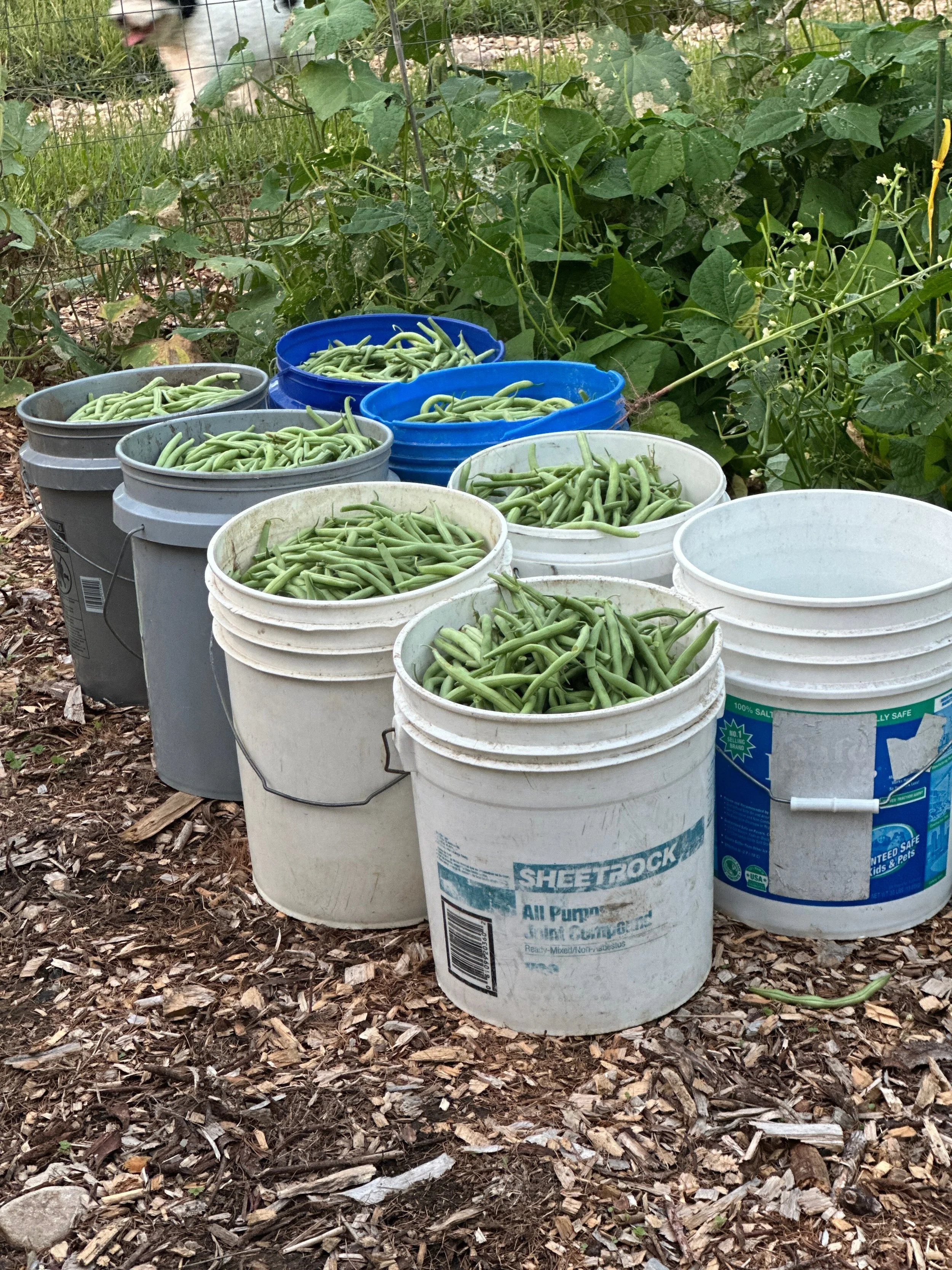 Yesterday we harvested 35 gallons of fresh green beans from just three rows here in the garden! 
-
We are so thankful for the abundance that comes out of this space. Everything that we grow and harvest goes to our family, the Bear Creek team, and a l