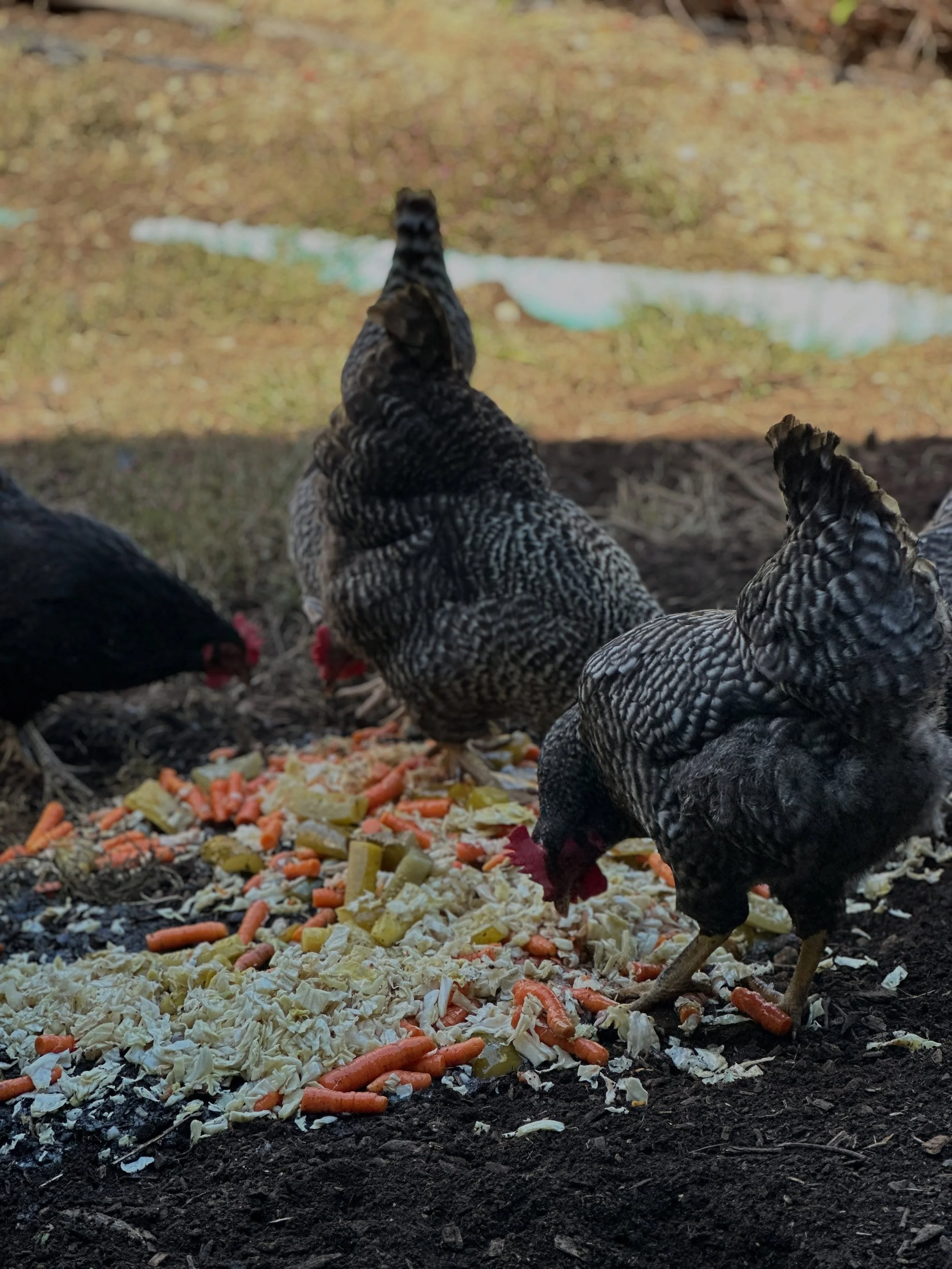 One of the things I love about our farm is the integration of many different elements that make the whole ecosystem of a farm work.

From the plants and the ponds, to the people and animals that live and work at the farm - I have always believed that