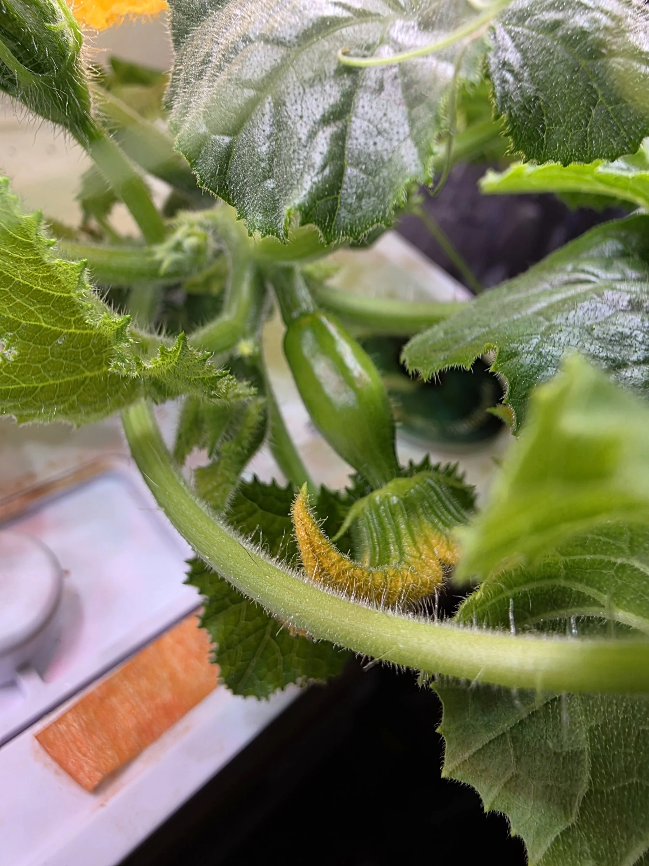 Baby squash formed before flowering.