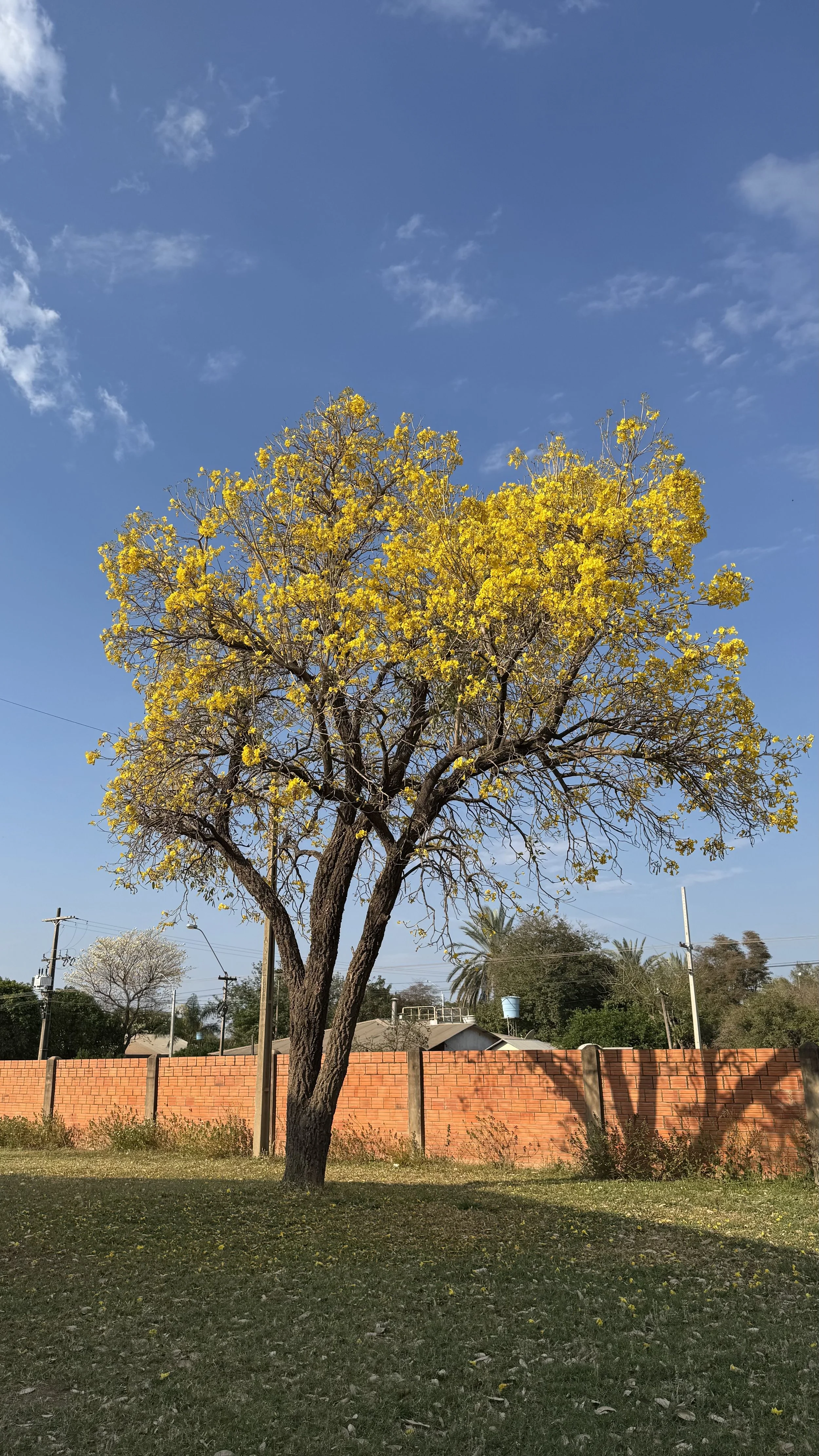 07 - Frühlingsfest.jpeg