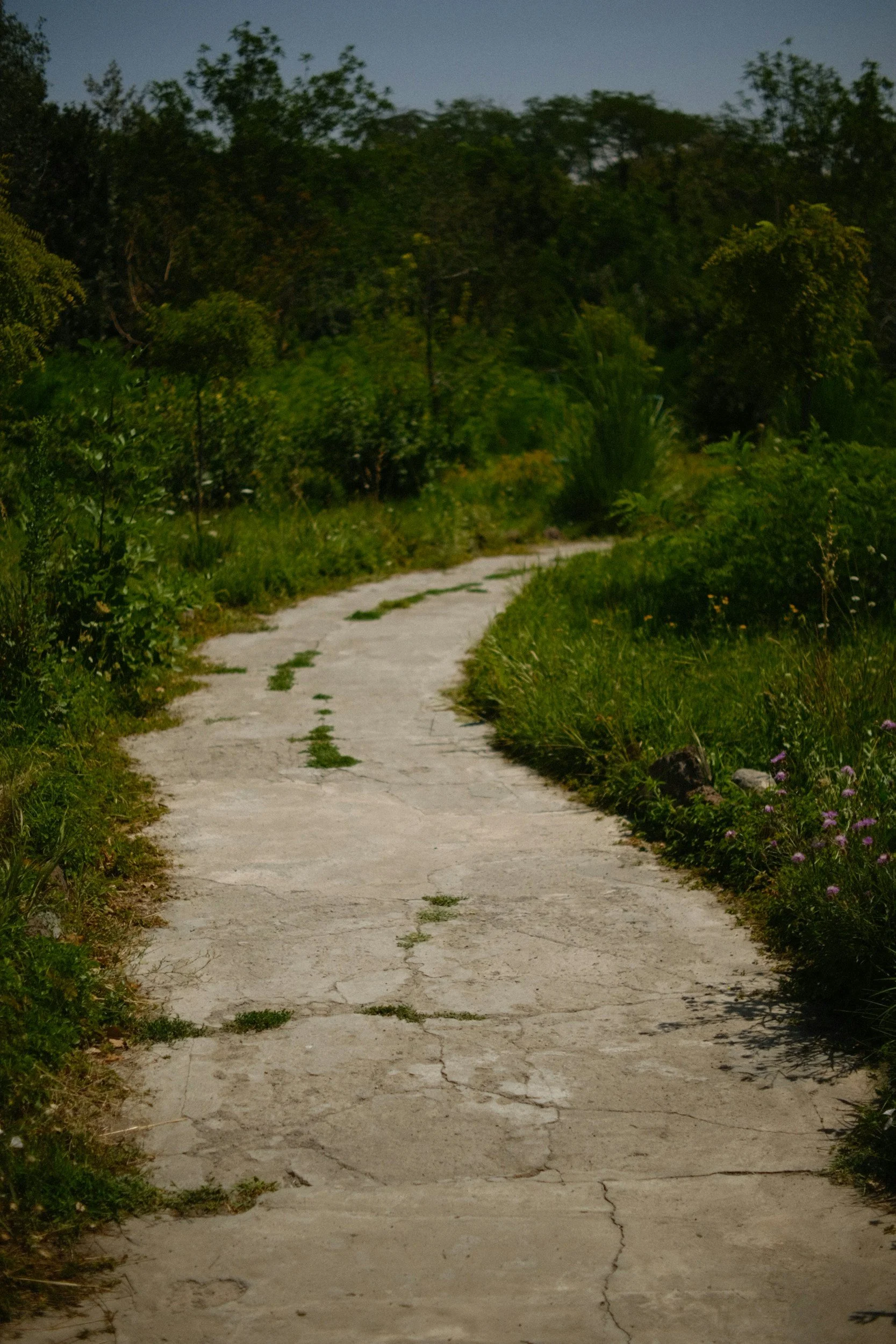 A winding concrete path surrounded by green bushes and trees in a natural setting.