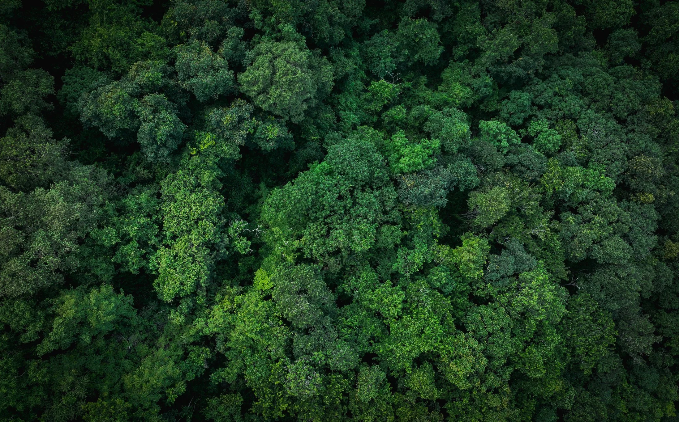 Top-down view of a dense, green forest with numerous trees.