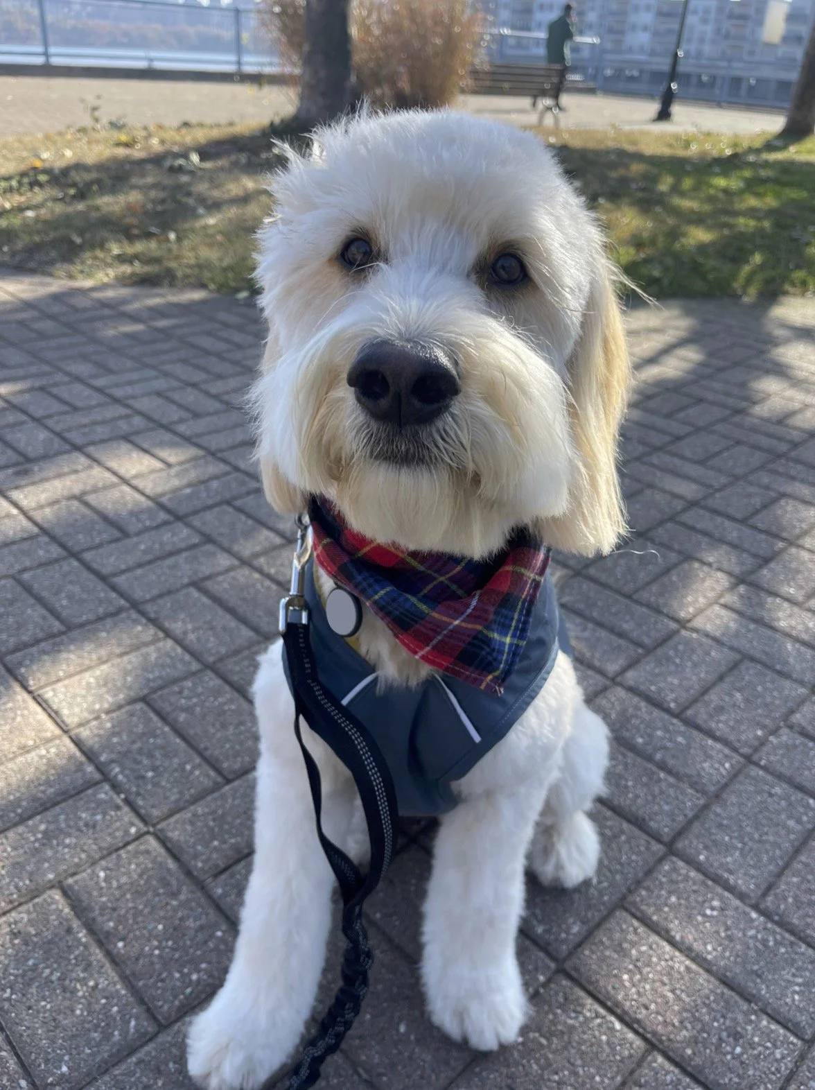 A cute cream-colored dog with floppy ears, wearing a red plaid bandana and a blue harness, sitting on a brick sidewalk in a park.