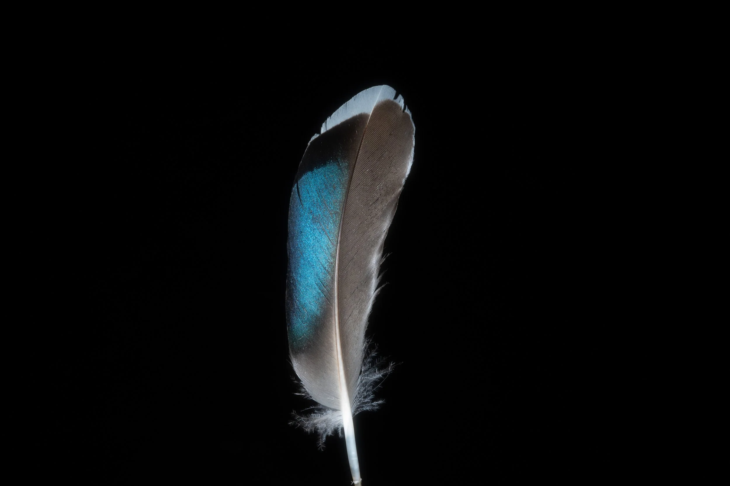 AG015333.jpg