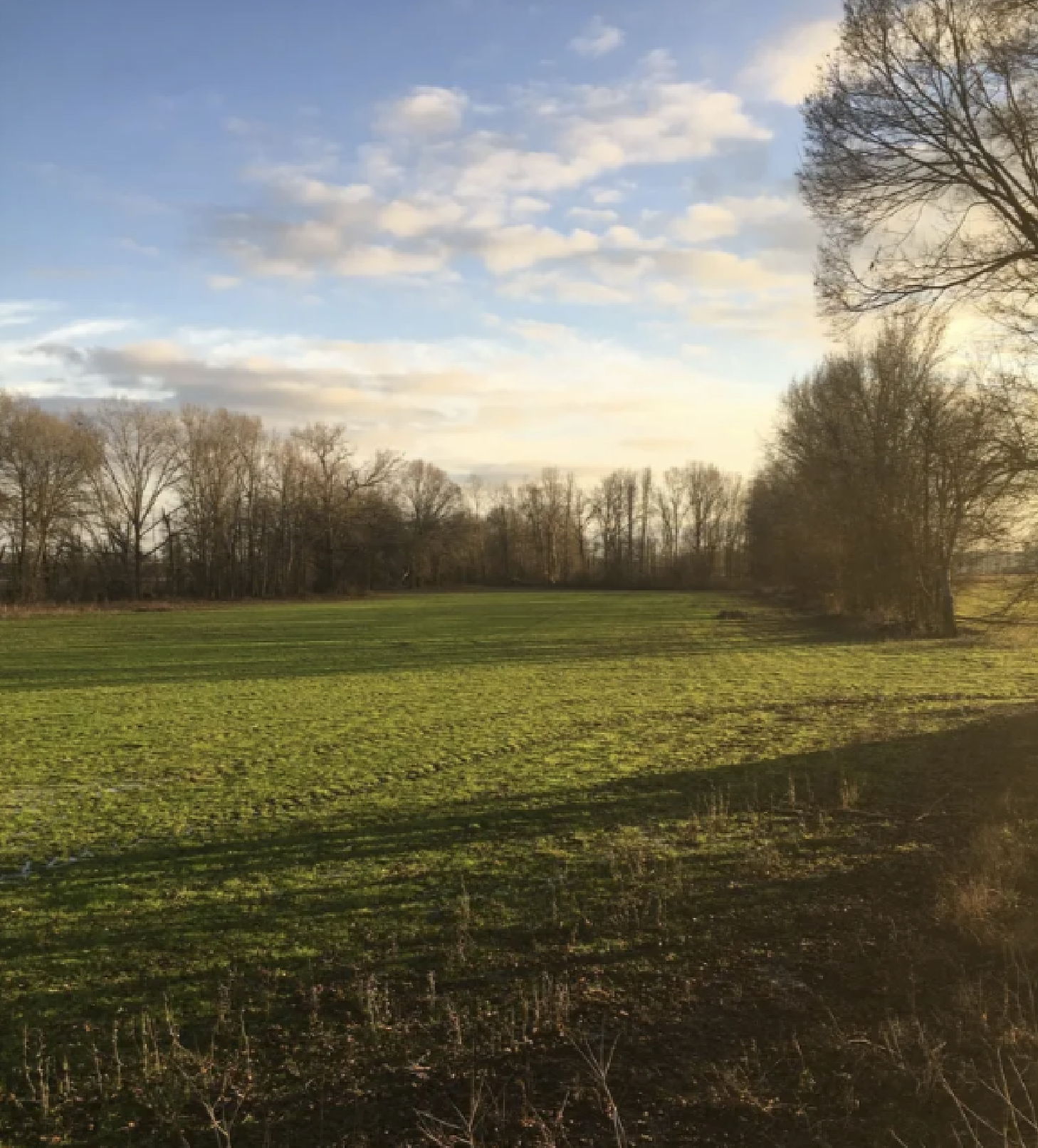 A spacious rural field with green grass, surrounded by leafless trees, under a partly cloudy sky during late afternoon or early evening.