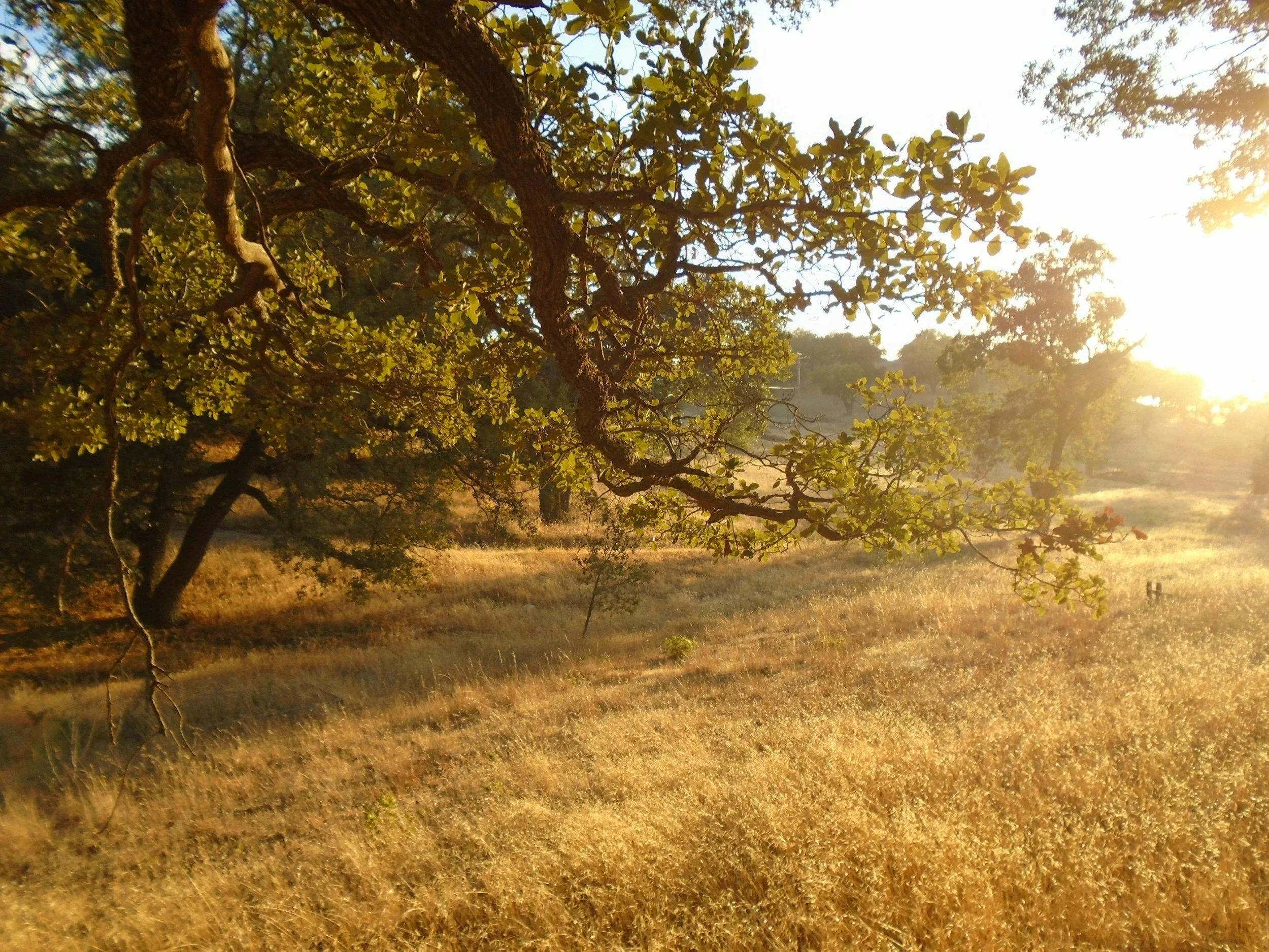 A tree with broad leaves and twisting branches in a field during sunrise or sunset with warm, golden sunlight.