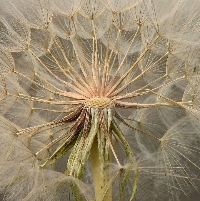Close-up of a dandelion seed head with the seeds and their parachutes visible.
