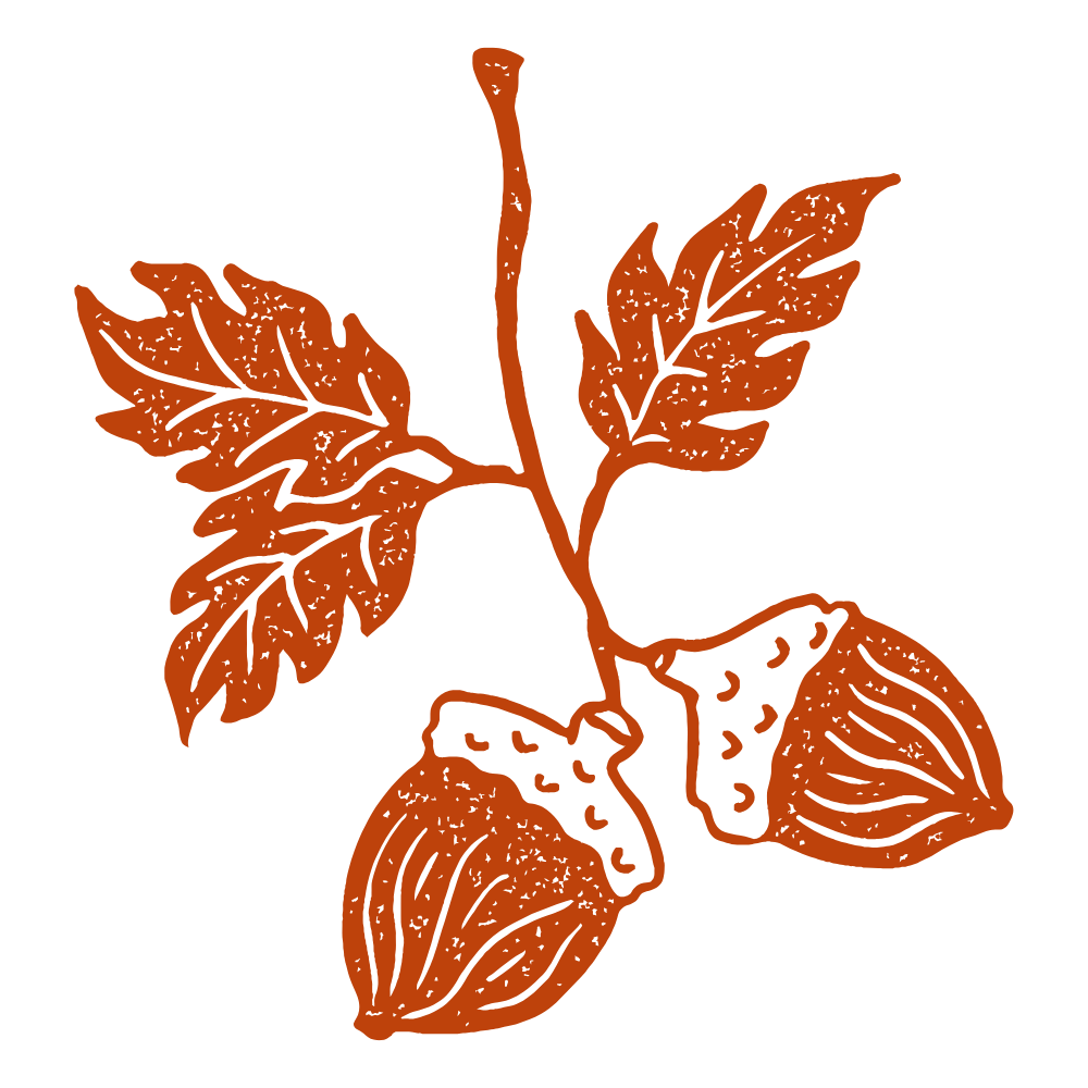 Illustration of a branch with two walnuts and two leaves.