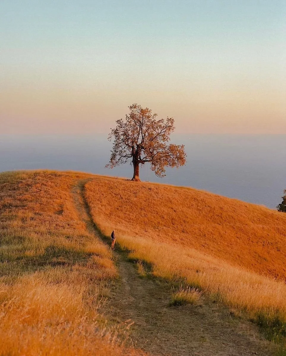 A solitary tree on a grassy hill with a dirt path leading to it, under a pastel sky at sunset or sunrise.