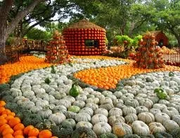 Pumpkin Patches & Fall Festivals