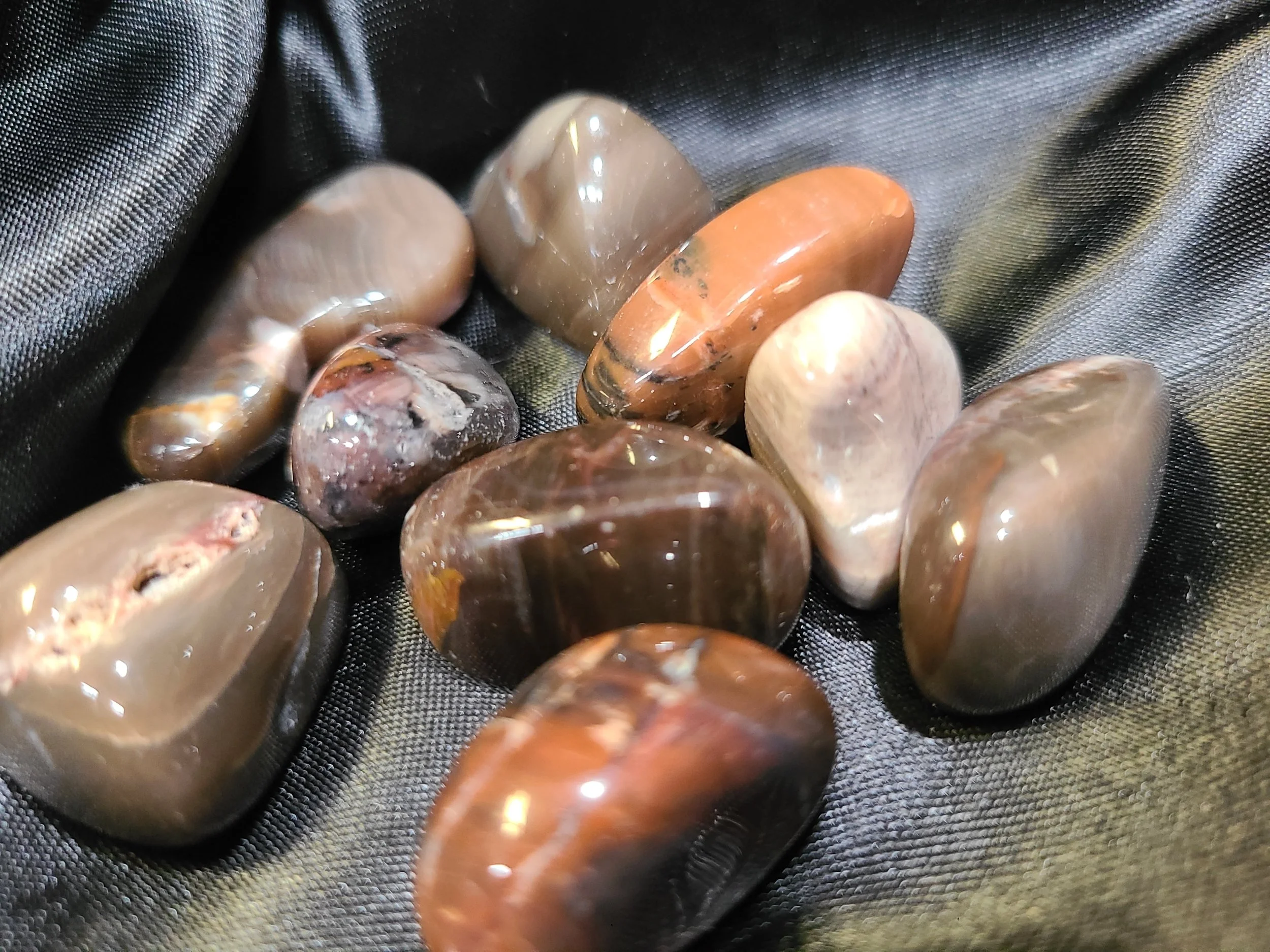 Petrified Wood.jpg