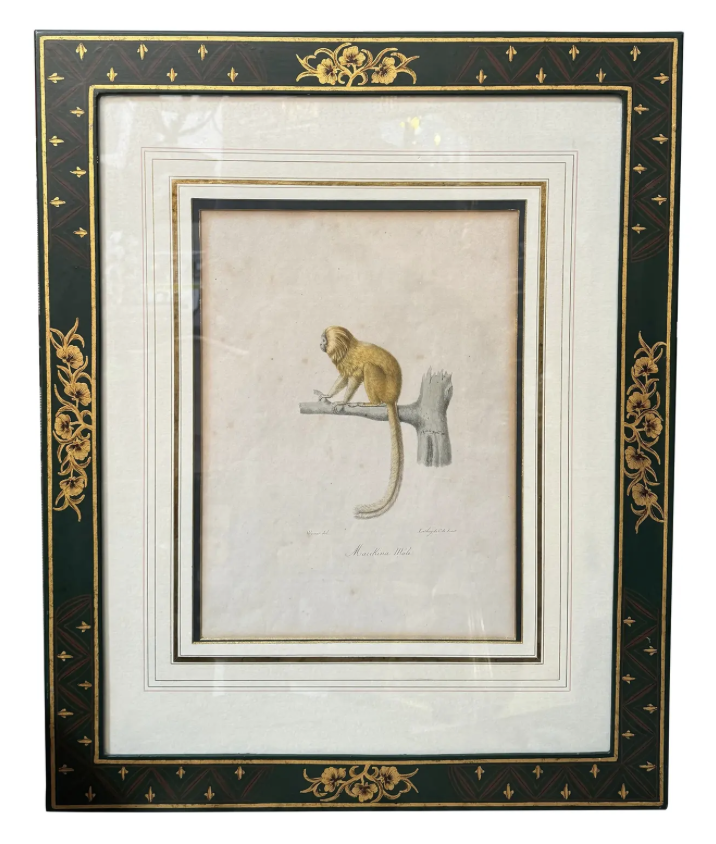 Antique Trobridge Gallery C.1824 Monkey Engraving Print W Chinoiserie Frame