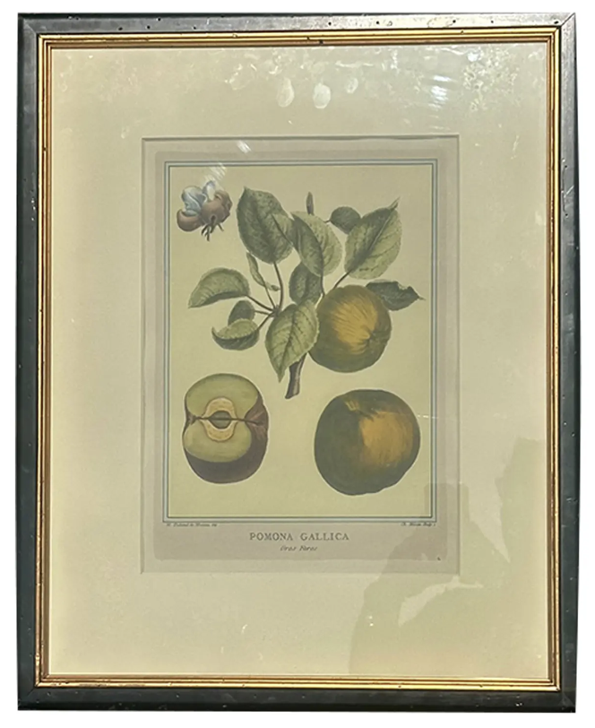 Antique 18c Botanical Print Pomona Gallica Gros Faros Fig by Henri-Louis Duhamel Du Monceau
