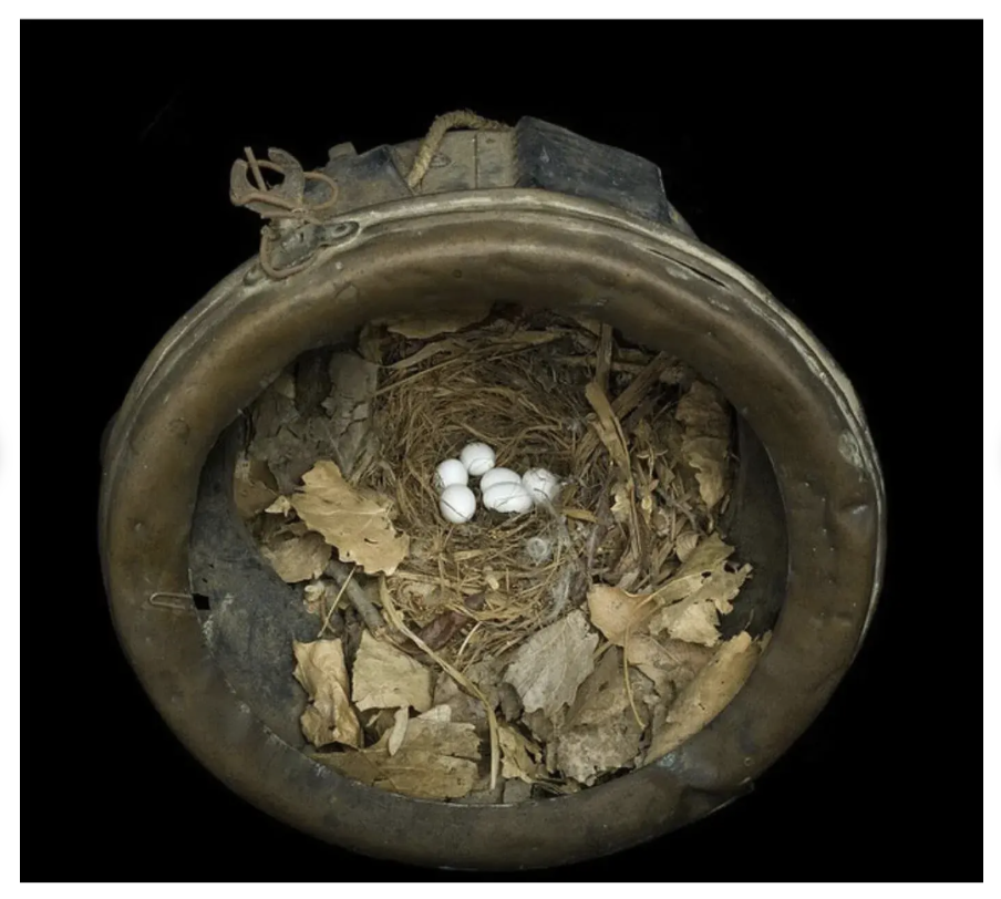 Sharon Beals Lithograph of a Bewicks Wren Nest