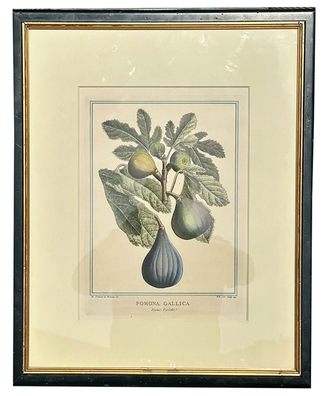 Antique 18c Botanical Print Pomona Gallica Fig Violette by Henri-Louis Duhamel Du Monceau