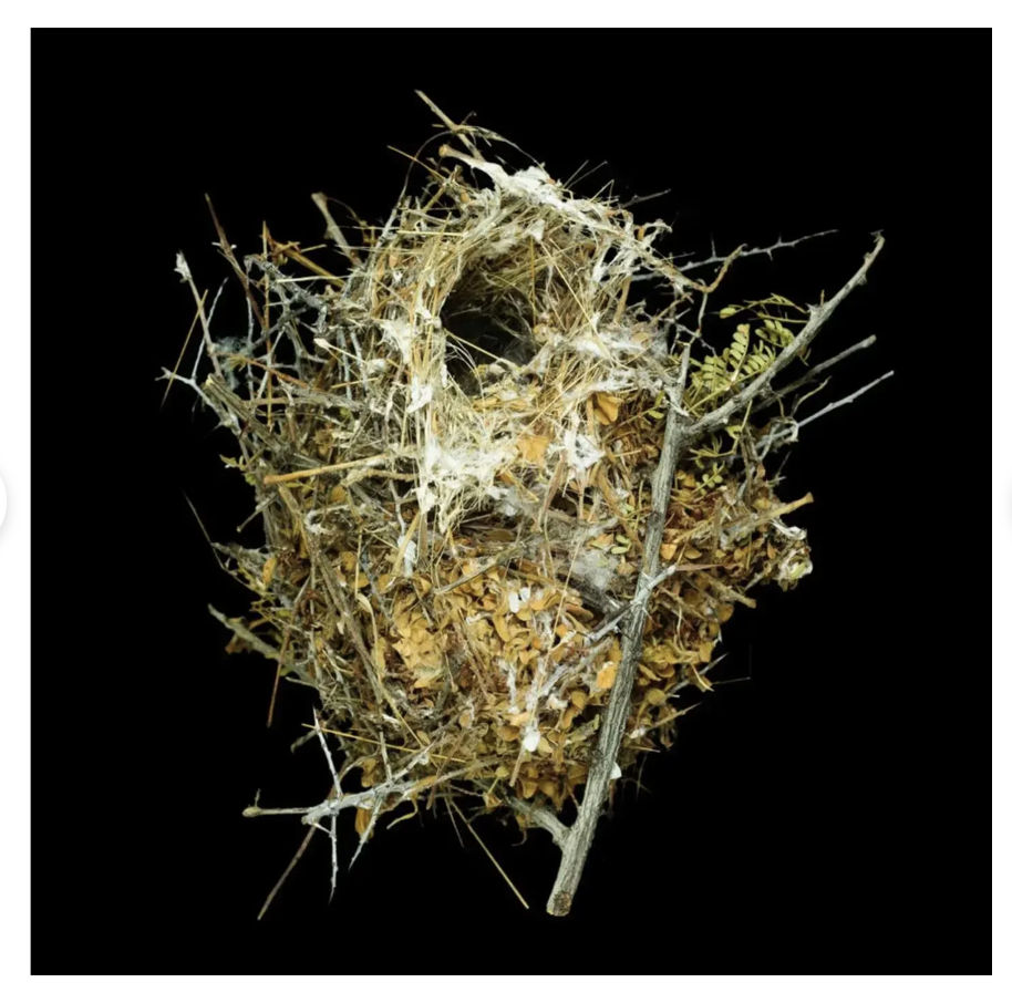 Sharon Beals Lithograph of a Nest - Verdin Auriparus Flaviceps