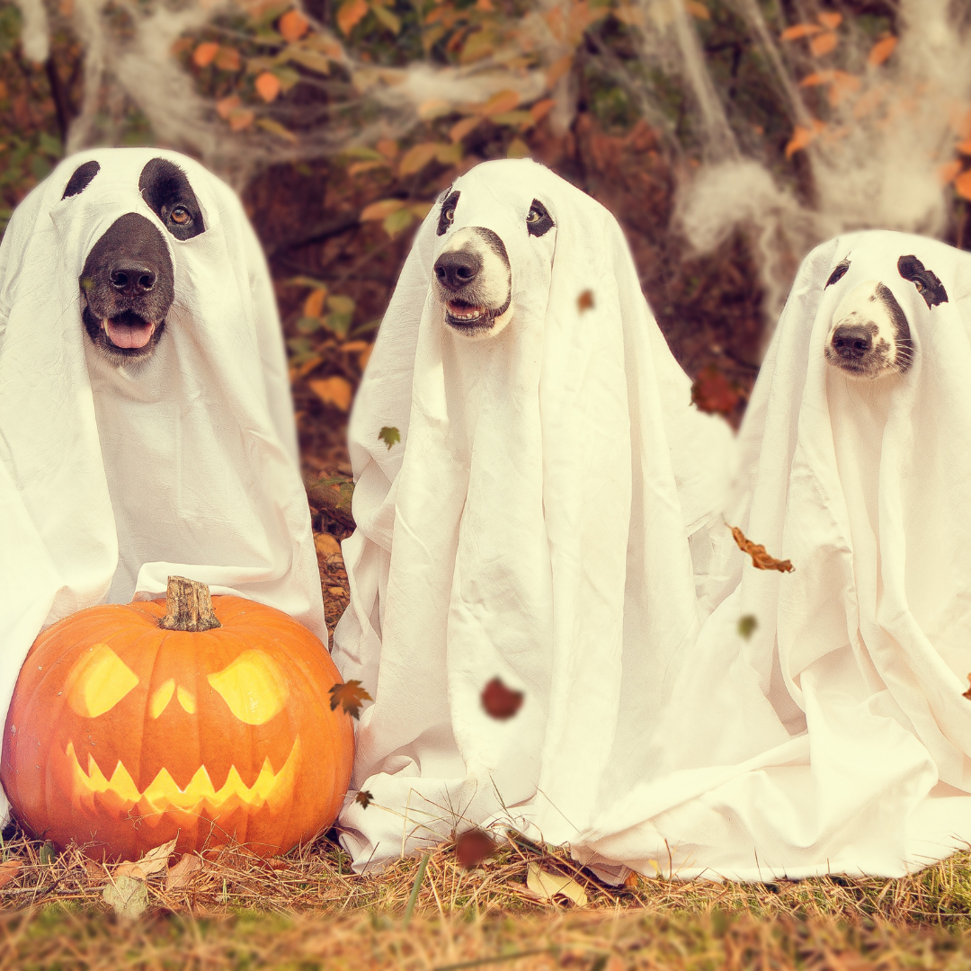 Plumbing Prep for a Spooky Maryland Halloween Weekend