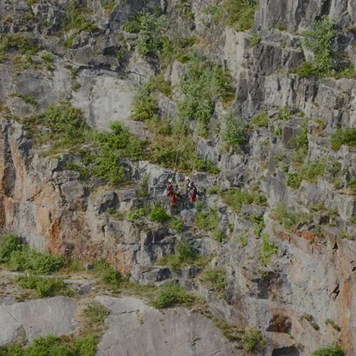 SQ2 Houstons Whitebeam 2.jpg