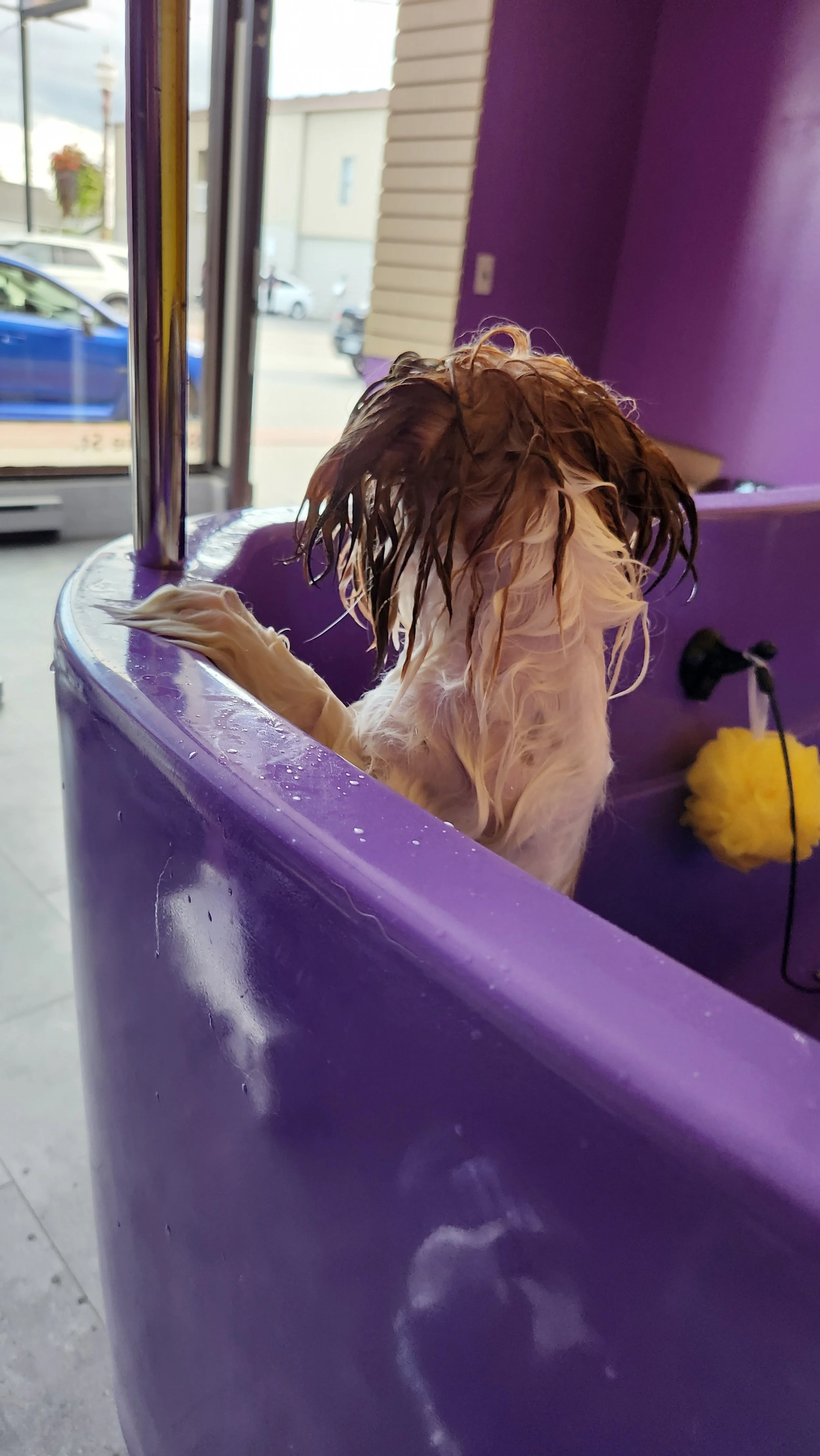 Wet dog with long ears and fur sitting in a purple tub at a grooming salon, with a yellow bath sponge hanging nearby.
