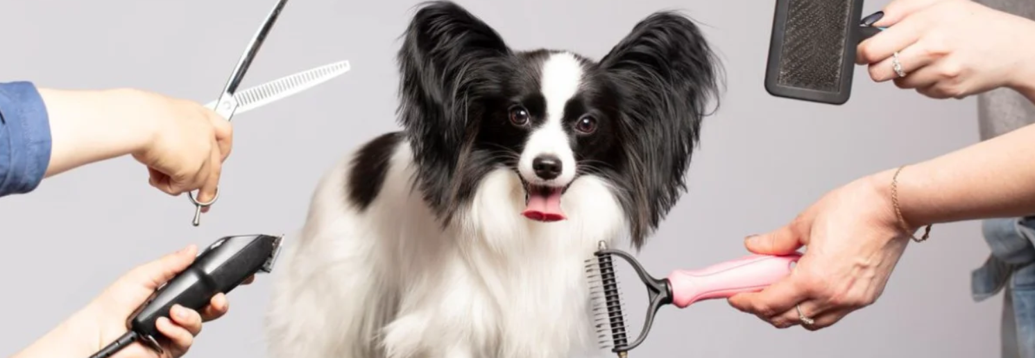 Dog getting groomed with scissors, brush, and electric clipper, with grooming tools held by people on each side.