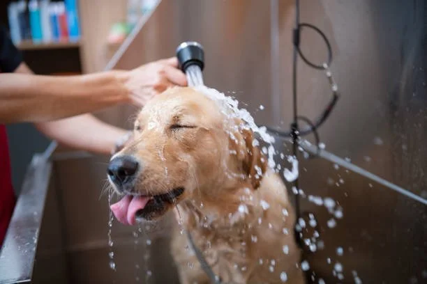 Dog being bathed and washed with a showerhead in a grooming station.