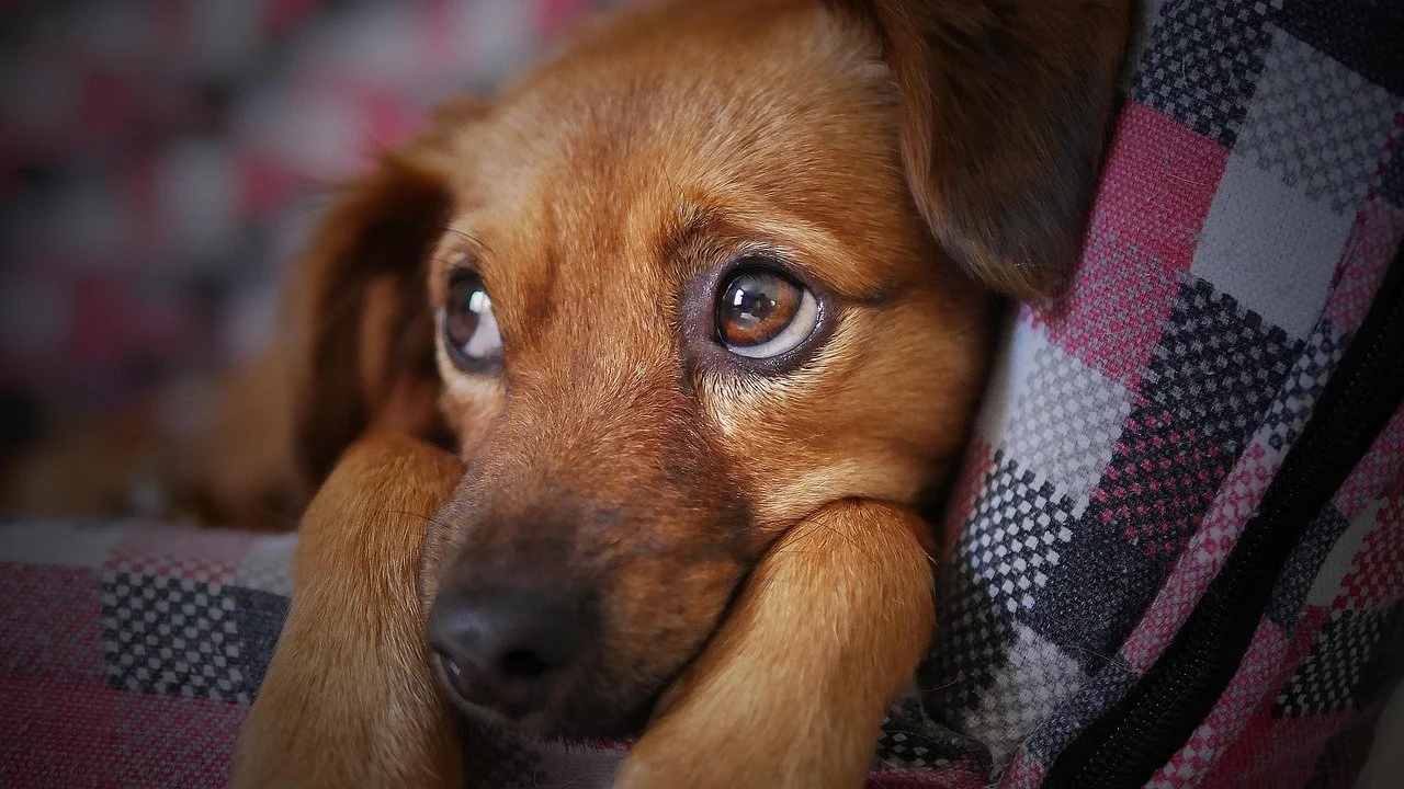 Close-up of a brown dog with expressive eyes resting its head on a person's chest.